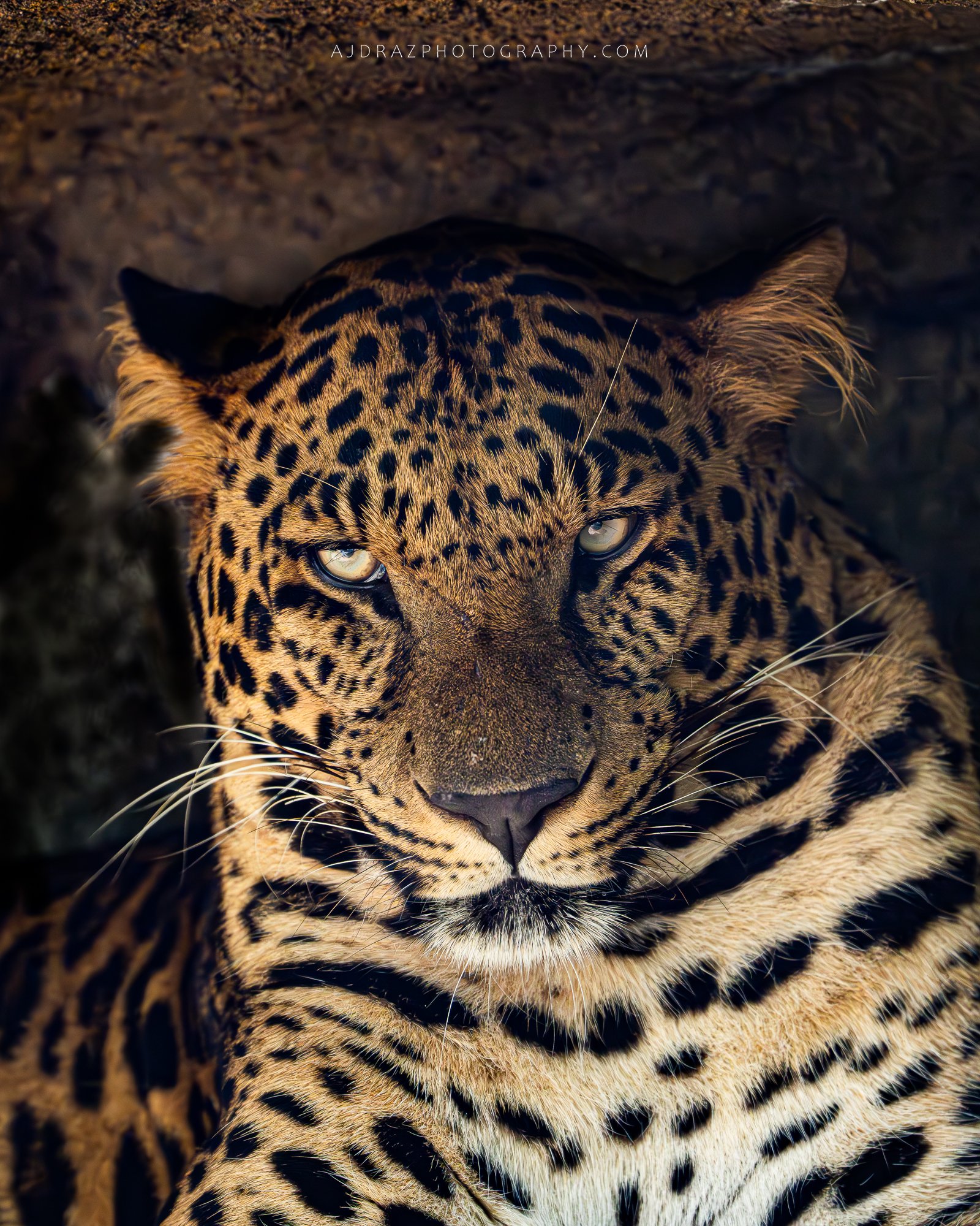 _DSC1969-Enhanced-NR-1 - Copy.jpg