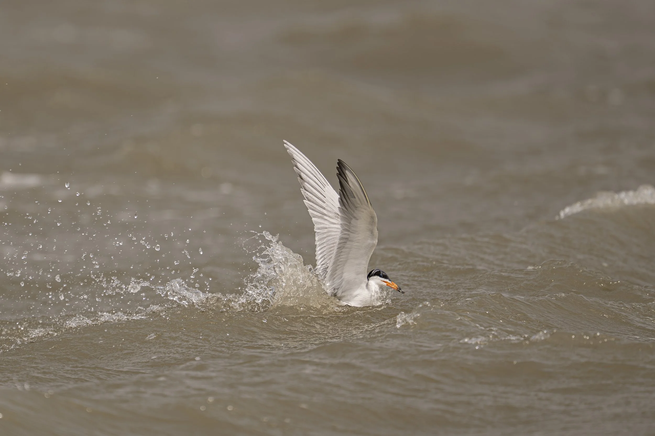 Jocelyn Nungaray NWR 4-4-2025 10-51_-29.jpg