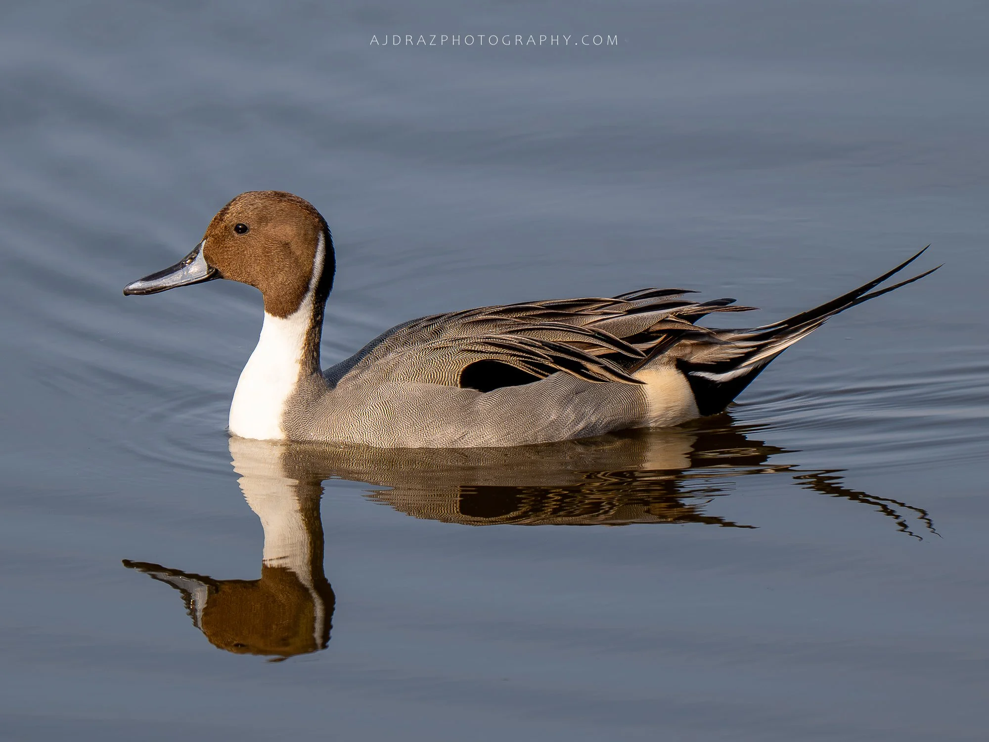 _DSC4213-Enhanced-NR-1 - Copy.jpg