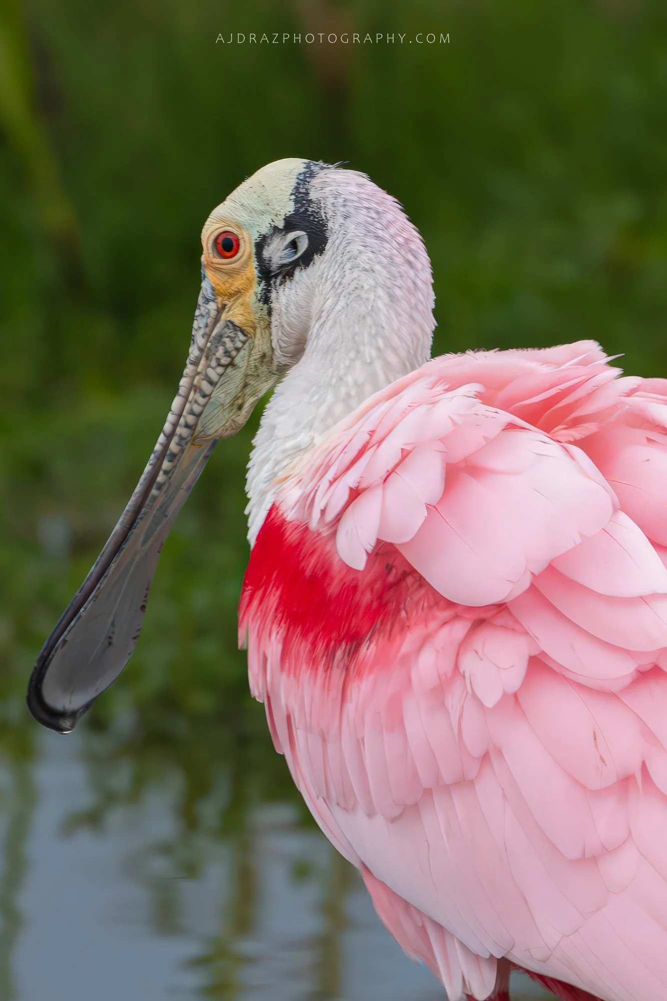 _DSC1604-Enhanced-NR-Edit-1-2 - Copy.jpg