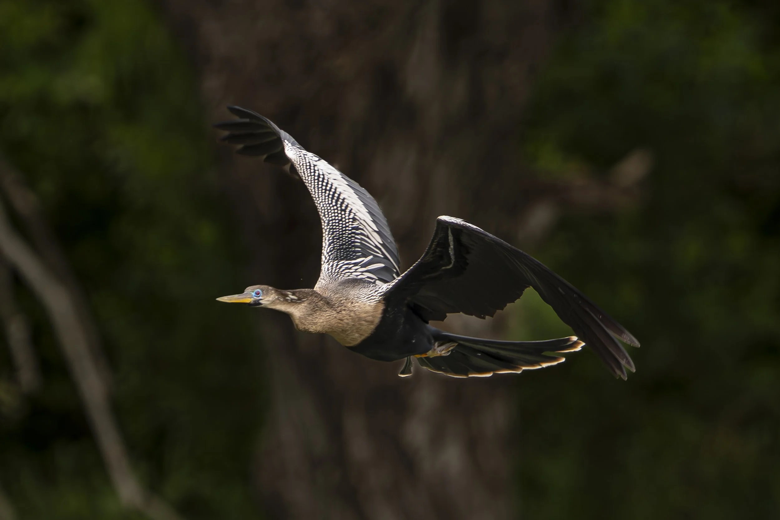 Jocelyn Nungaray NWR 4-4-2025 10-51_-46.jpg