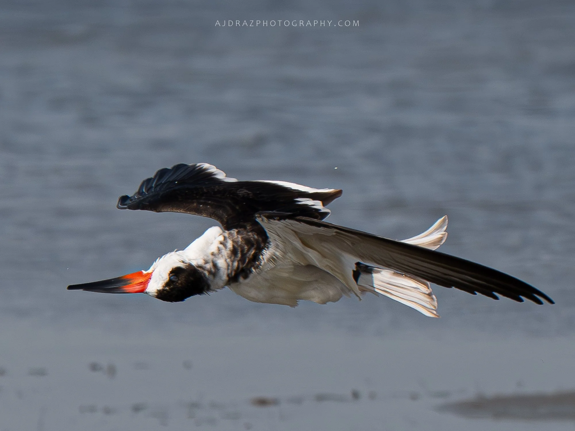 _DSC7727-Enhanced-NR-1 - Copy.jpg