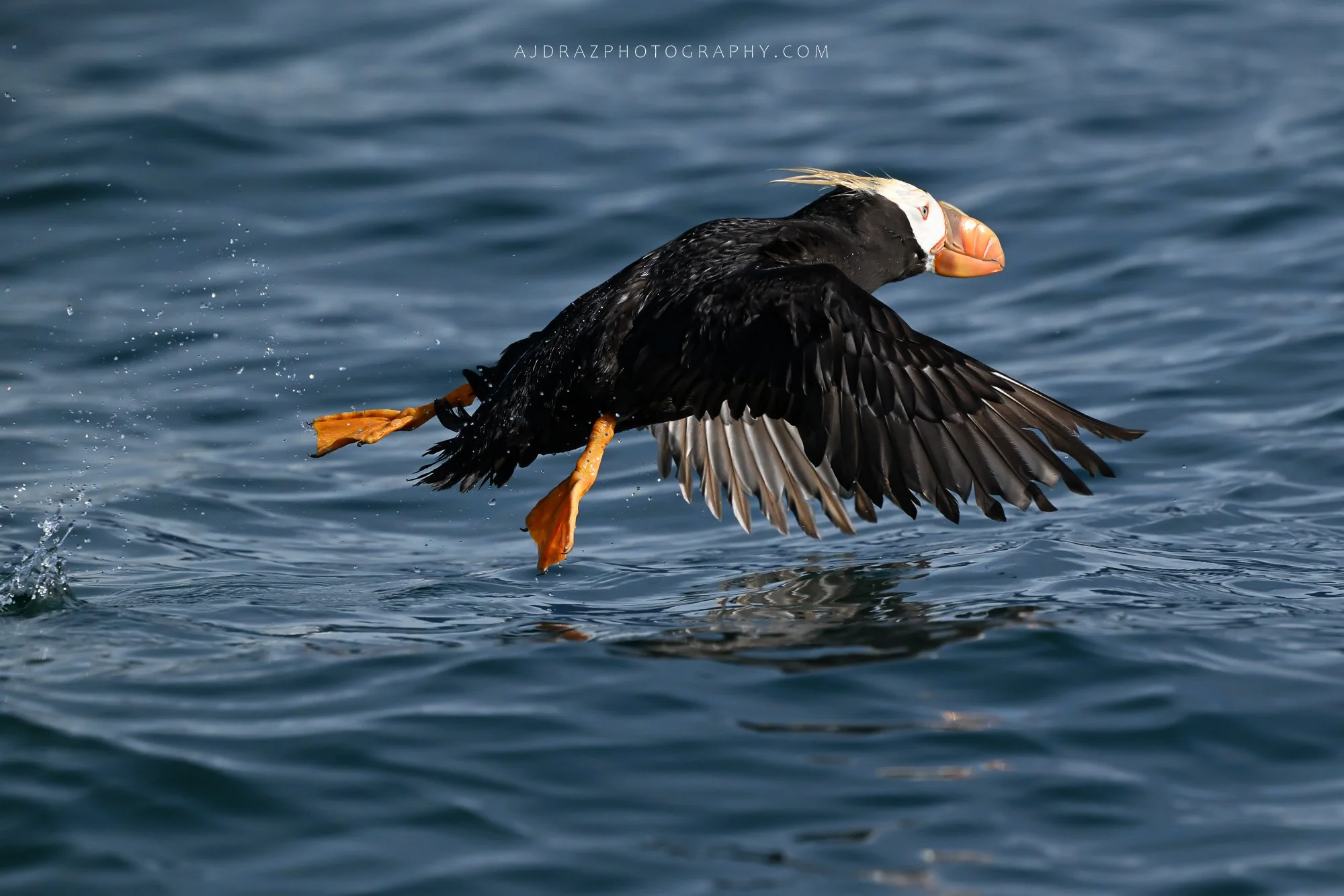 DSC_5753-1.jpg