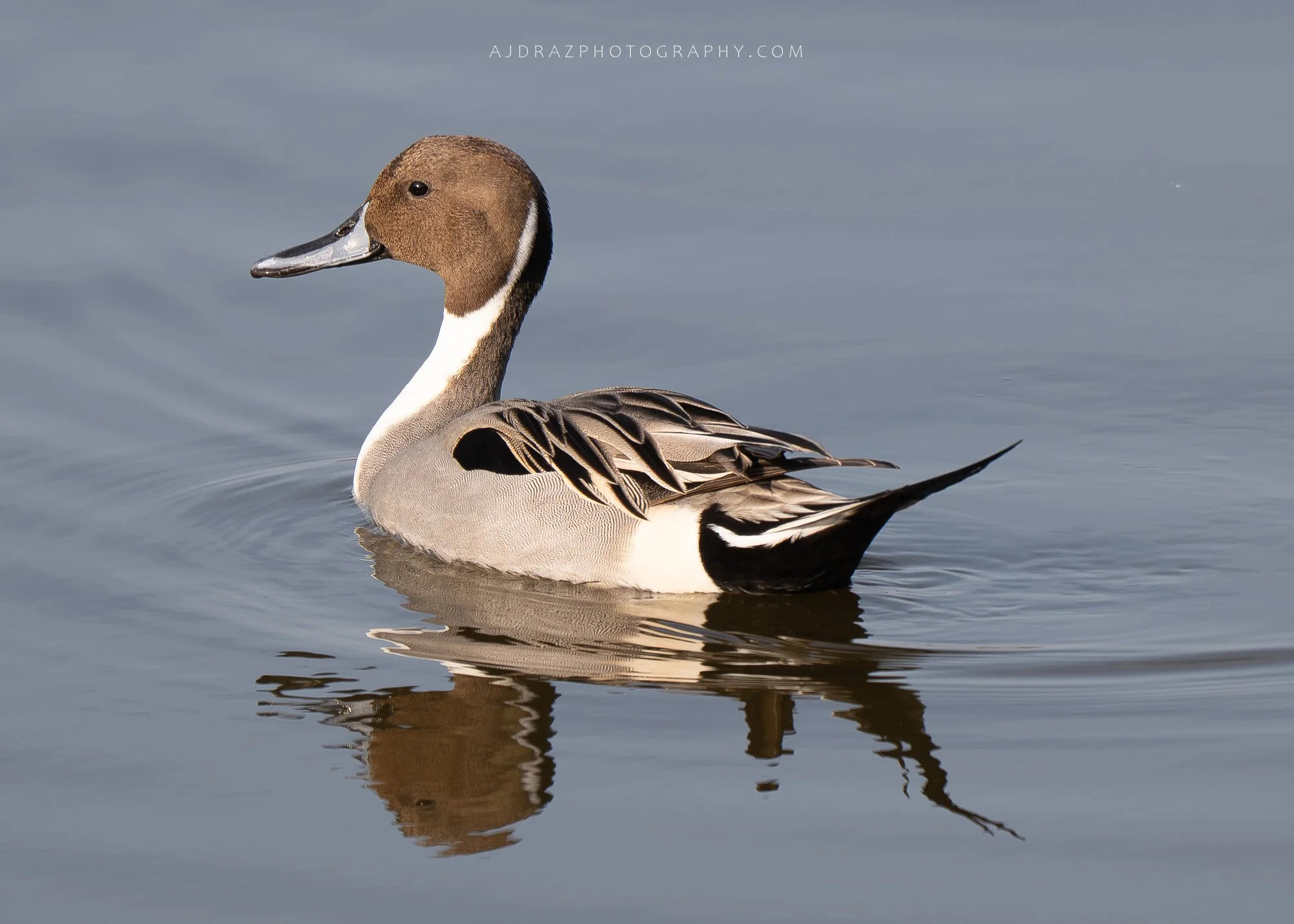 _DSC4222-Enhanced-NR-1 - Copy.jpg