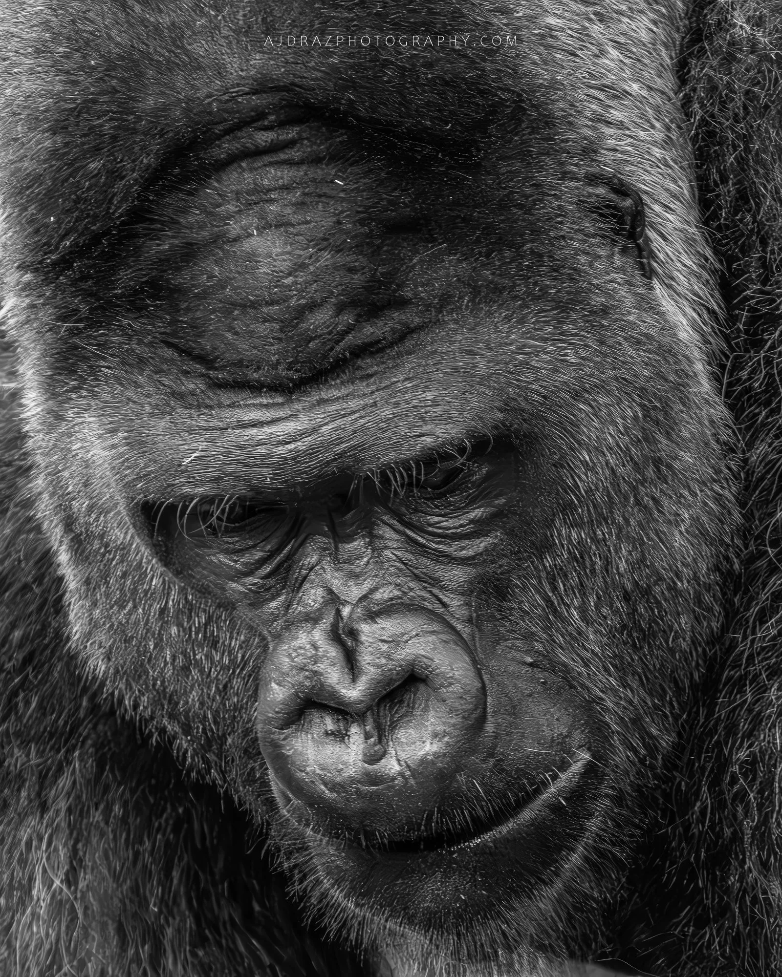 _DSC7212-Enhanced-NR-Edit-1 - Copy.jpg