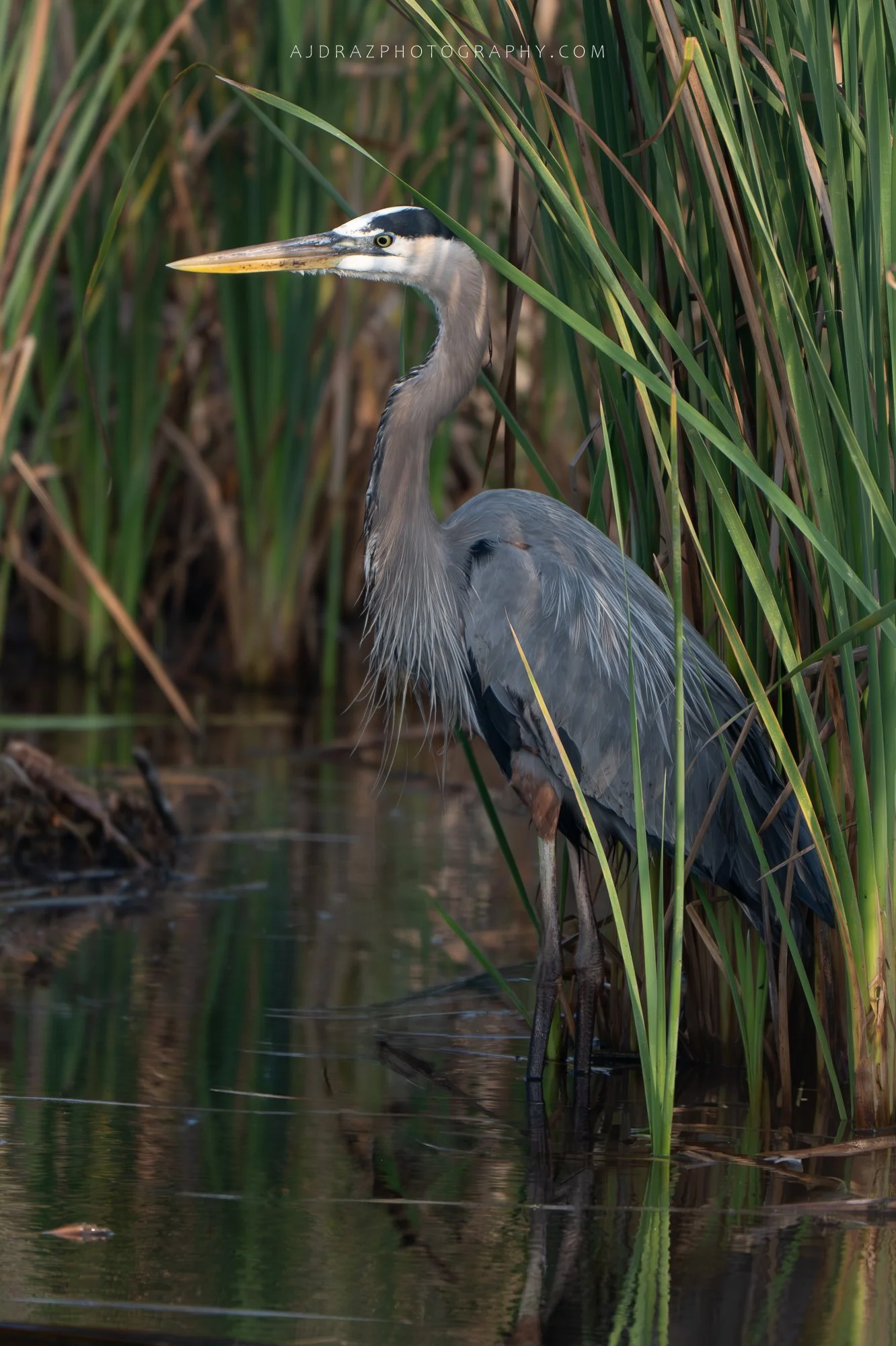 _DSC3197-Enhanced-NR-1 - Copy.jpg