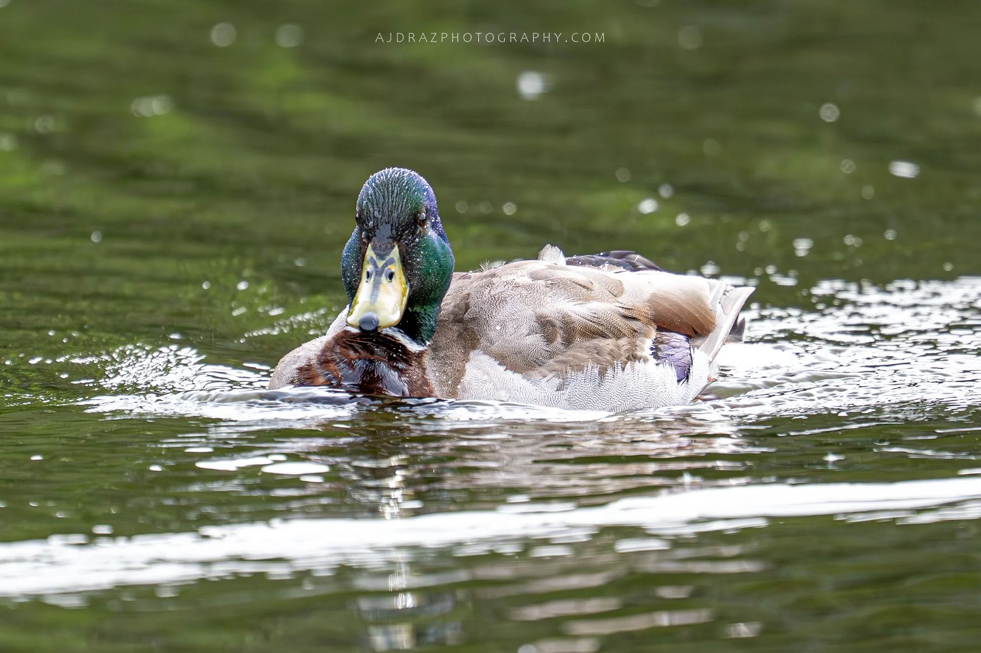 _DSC7629-Enhanced-NR-1 - Copy.jpg