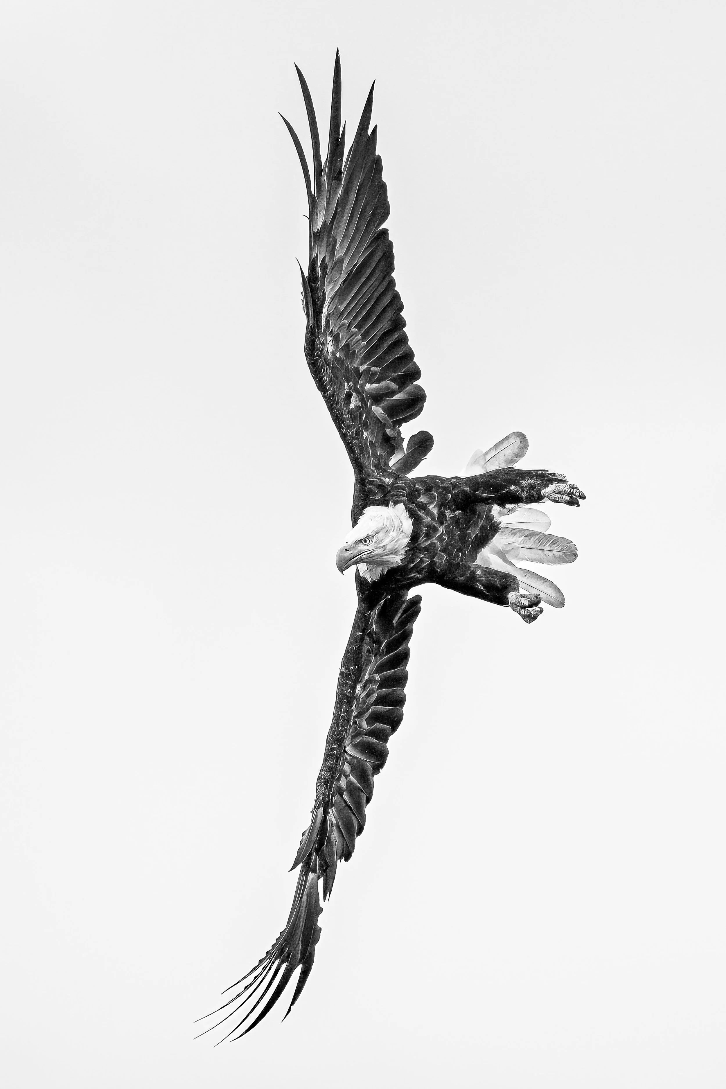 Black and white photo of a bird with its wings spread, climbing upward against a plain background.