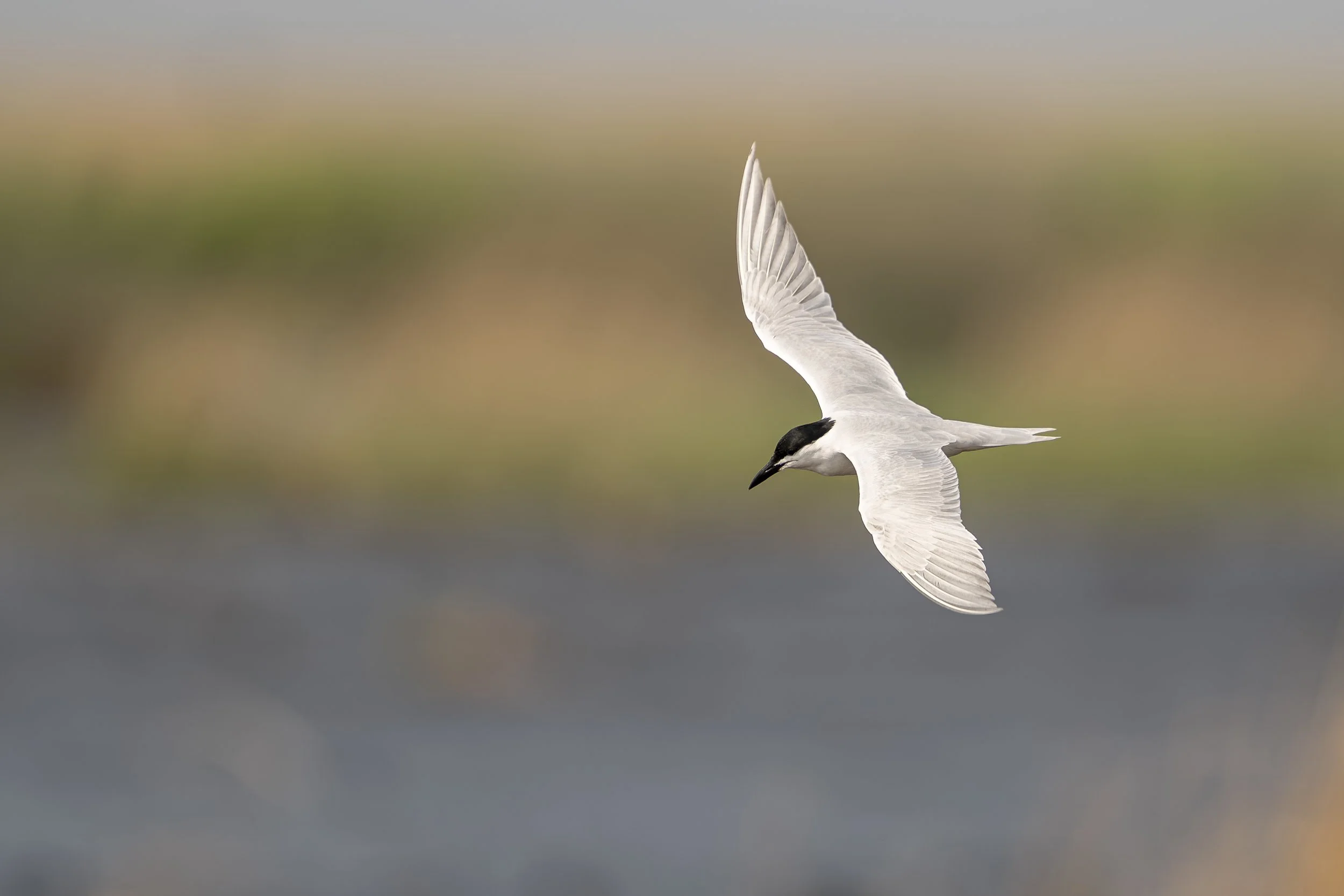 Jocelyn Nungaray NWR 4-4-2025 10-51_-19.jpg