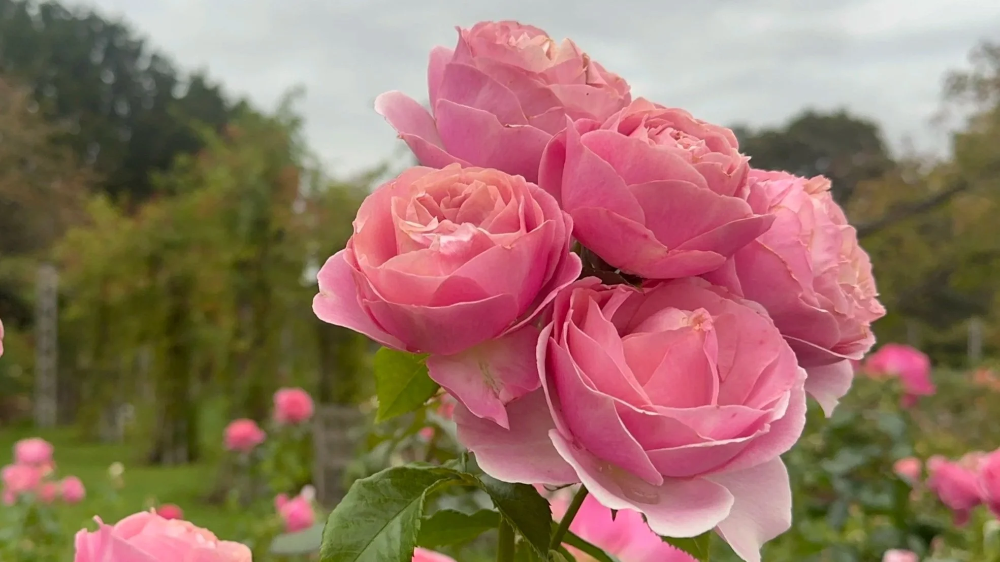 Close-up of pink roses in bloom with blurred background of trees and other roses.