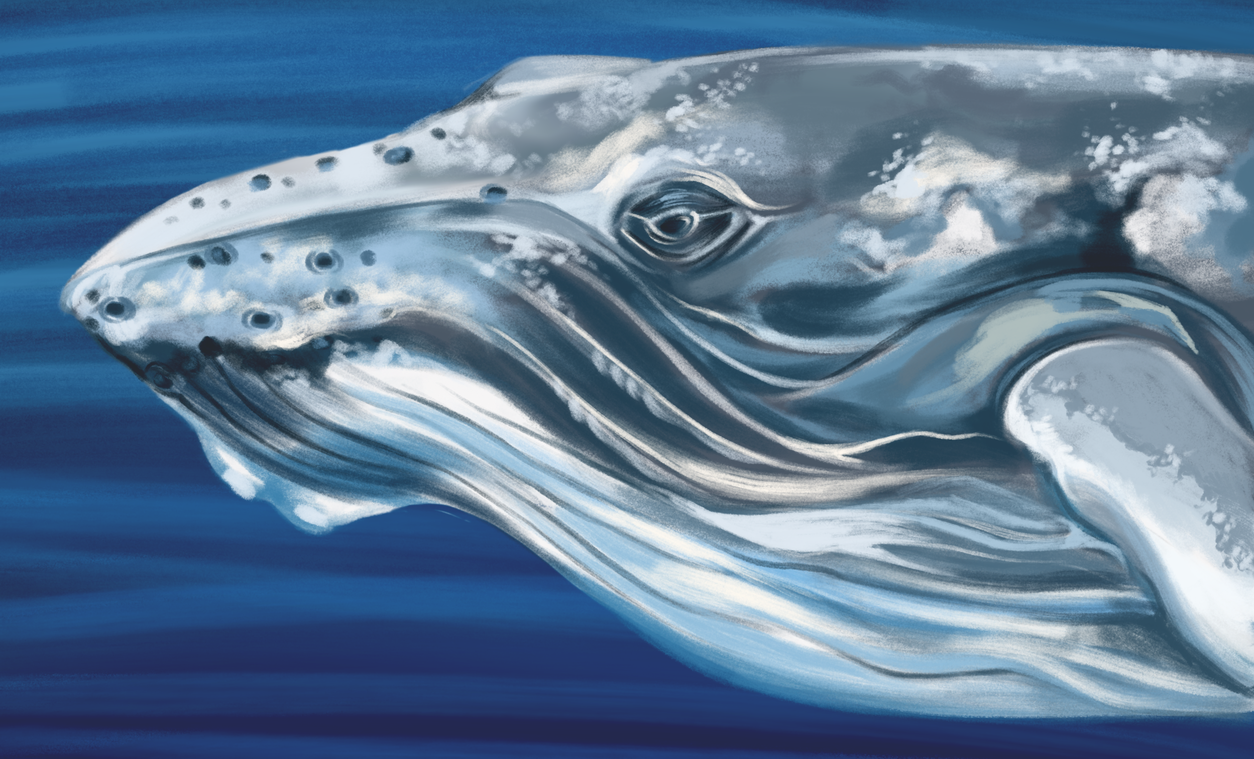 Digital Animal Paintings