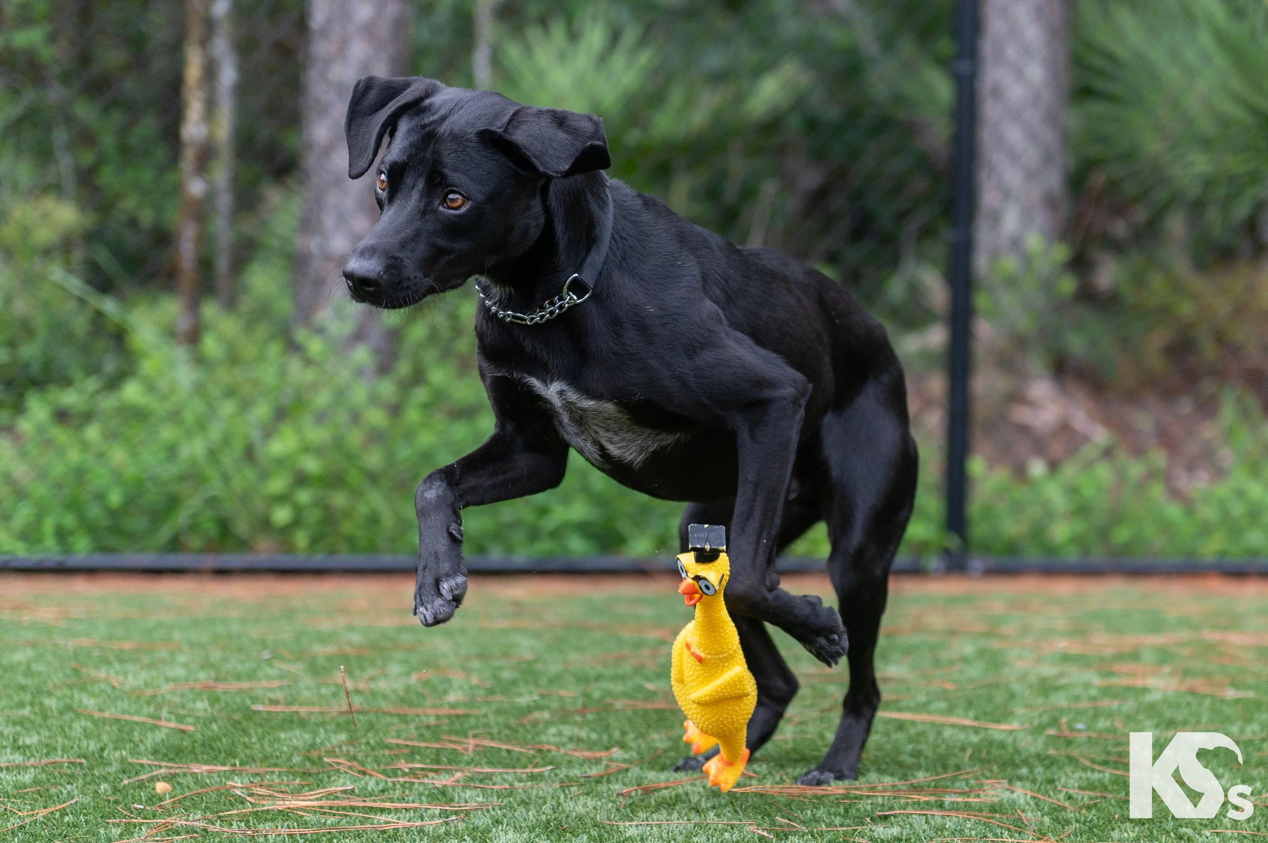 K9FW_260729_Lou_4603.jpg