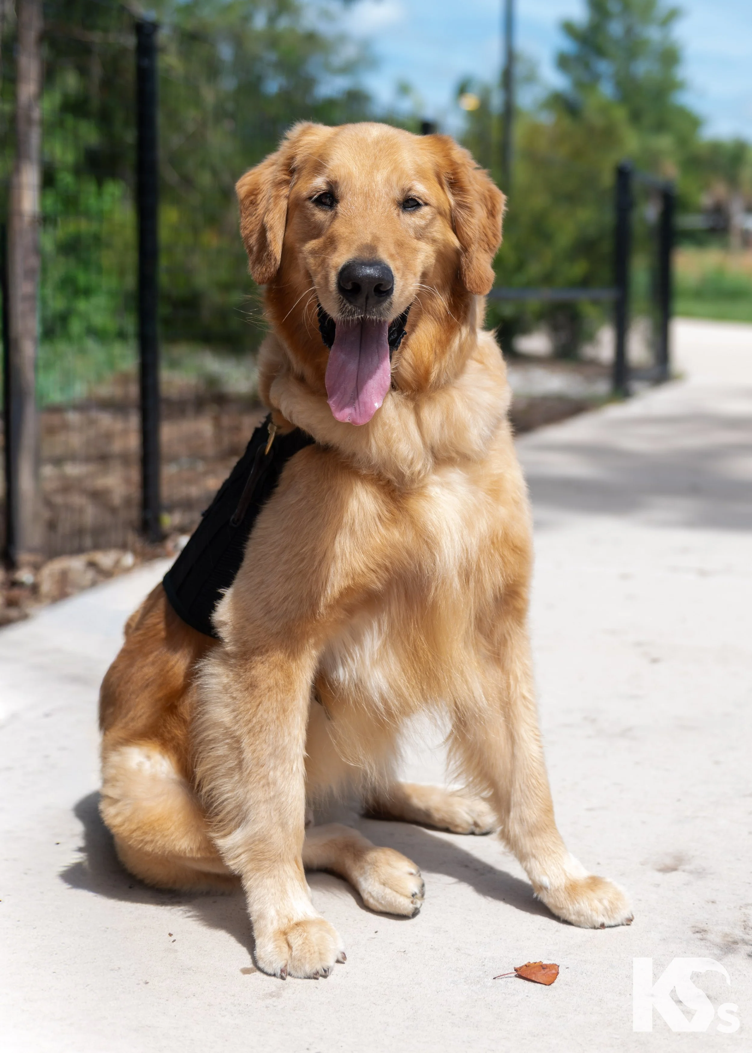 K9FW_260715_Star_0806.jpg