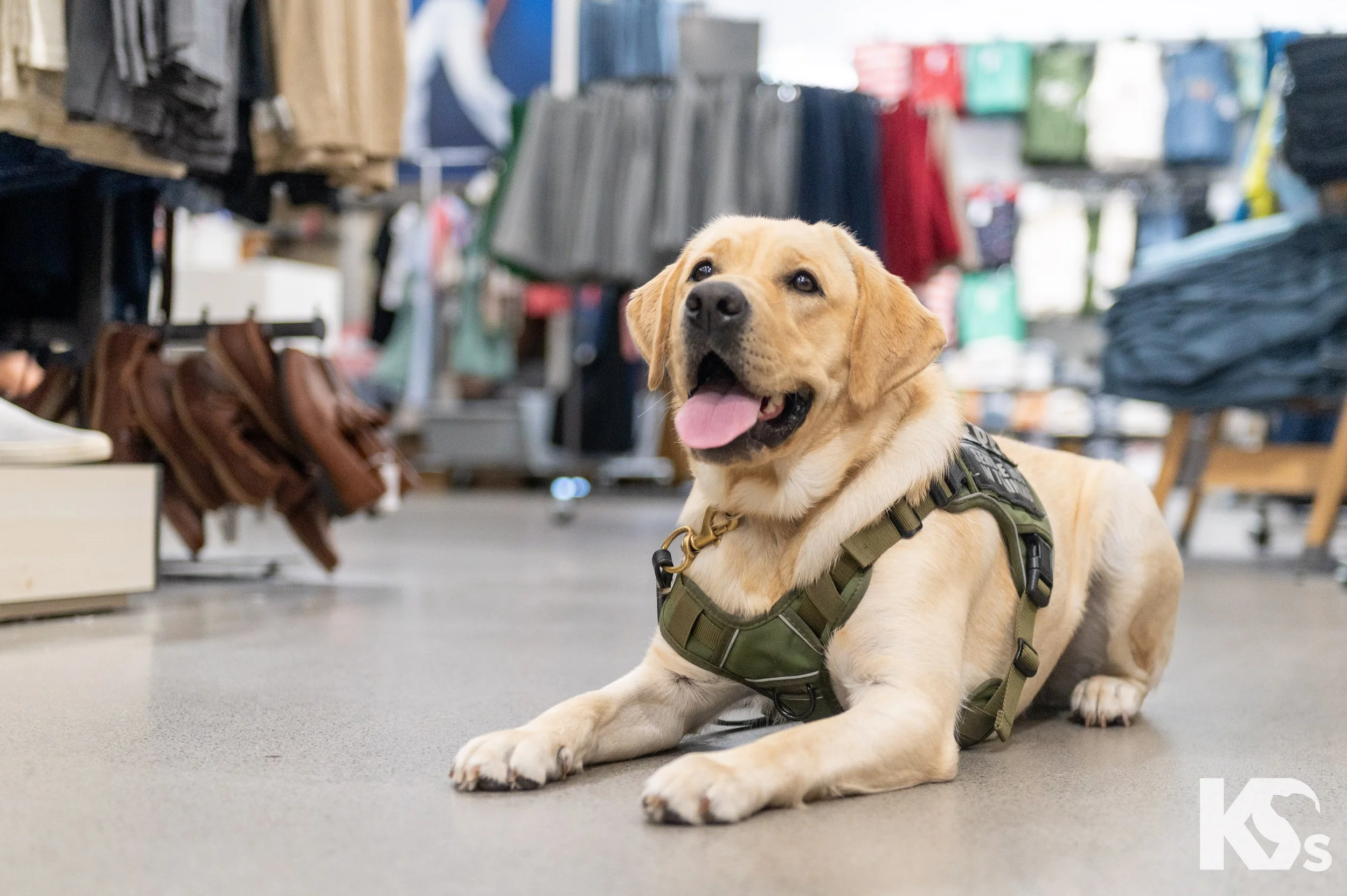 K9FW_260623_Cassie_5020.jpg
