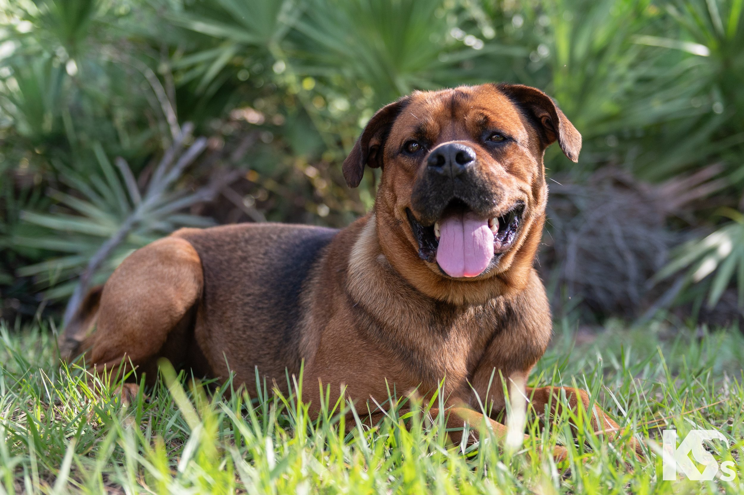 K9FW_260804_Felix_5376.jpg