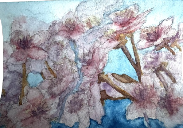 Cherry Blossom, 1/2/2026, Water colour on Paper, 14.8 x 21.0cm
