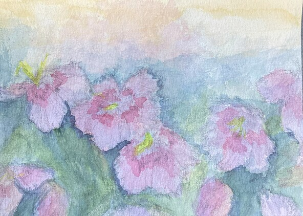 Dianthus Shinanensis, 15/8/2025, Water colour on Paper, 14.8 x 21.0cm