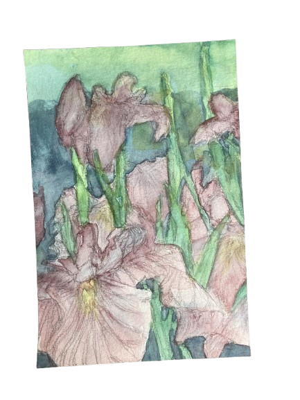 Japanese Iris, 25/4/2025, Water colour on Paper, 10 x 14,8 cm