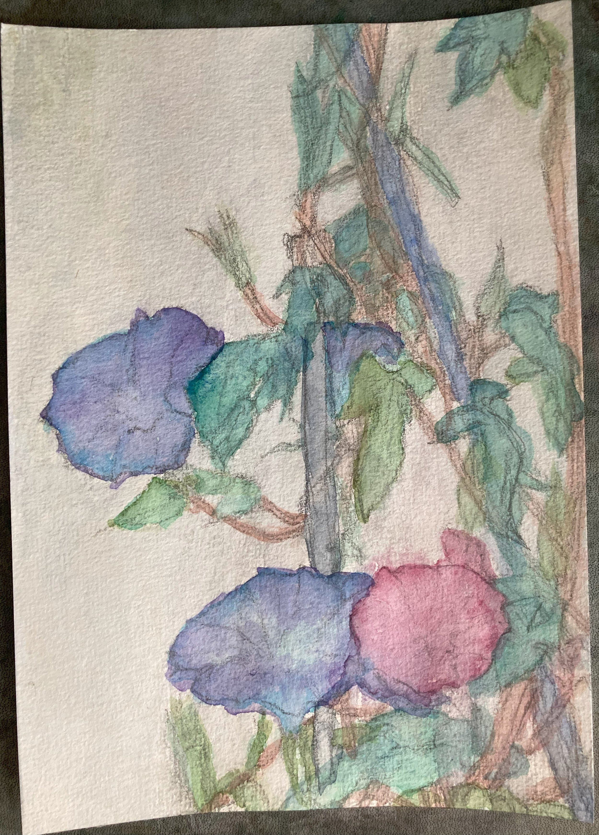 Morning Glory, 6/7/2025, Water colour on Paper, 14.8 x 21.0cm