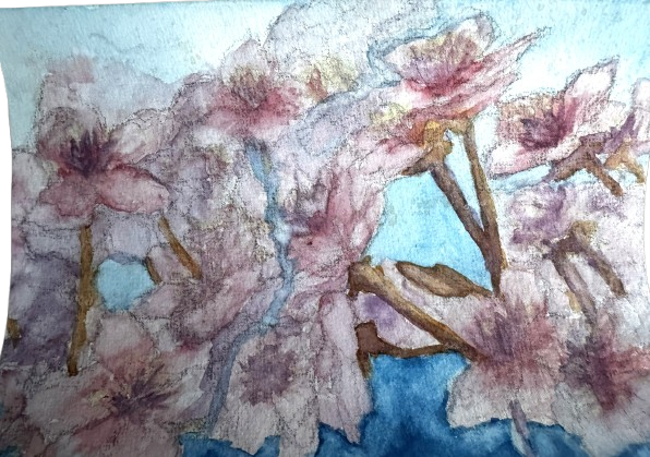 Cherry Blossom, 1/2/2026, Water colour on Paper, 14.8 x 21.0cm
