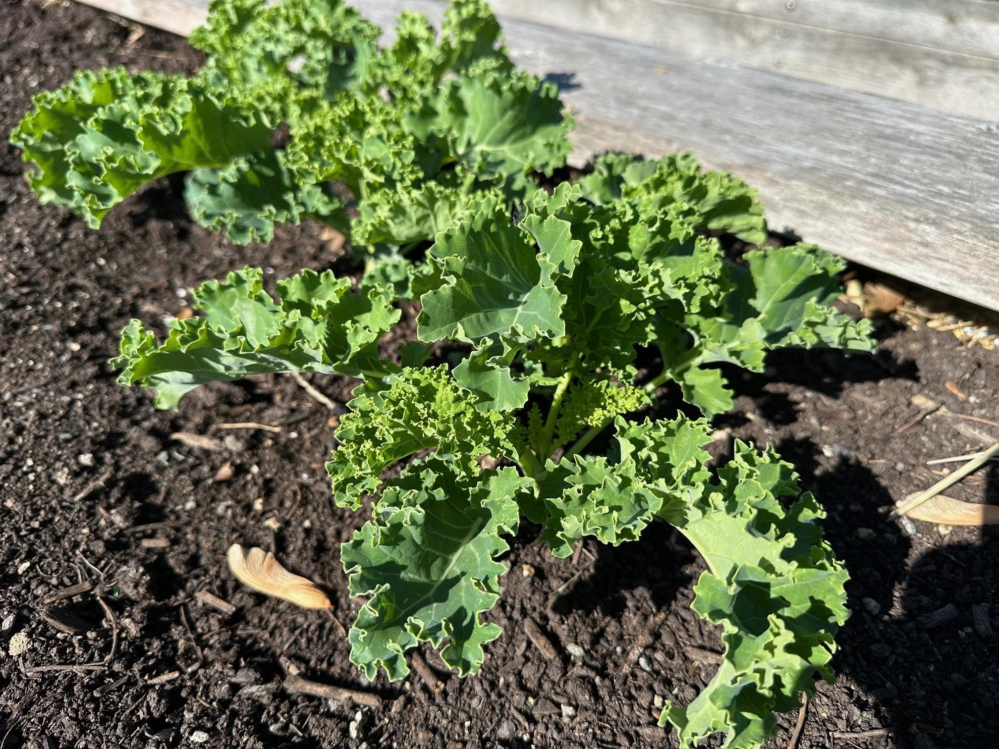 McFarland Community Garden Potluck