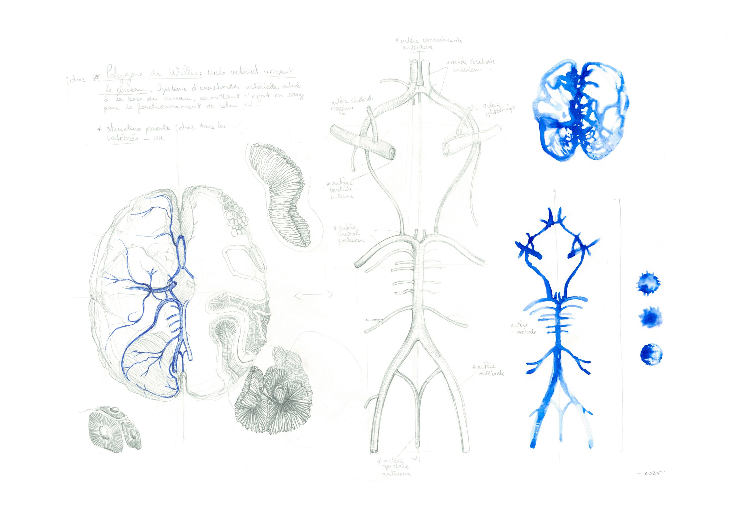 Dessin anatomique du cerveau et du système vasculaire en bleu et gris, avec diagrammes détaillés et annotations manuscrites. Il montre le polygone de Willis et des sections transversales du cerveau et des artères.