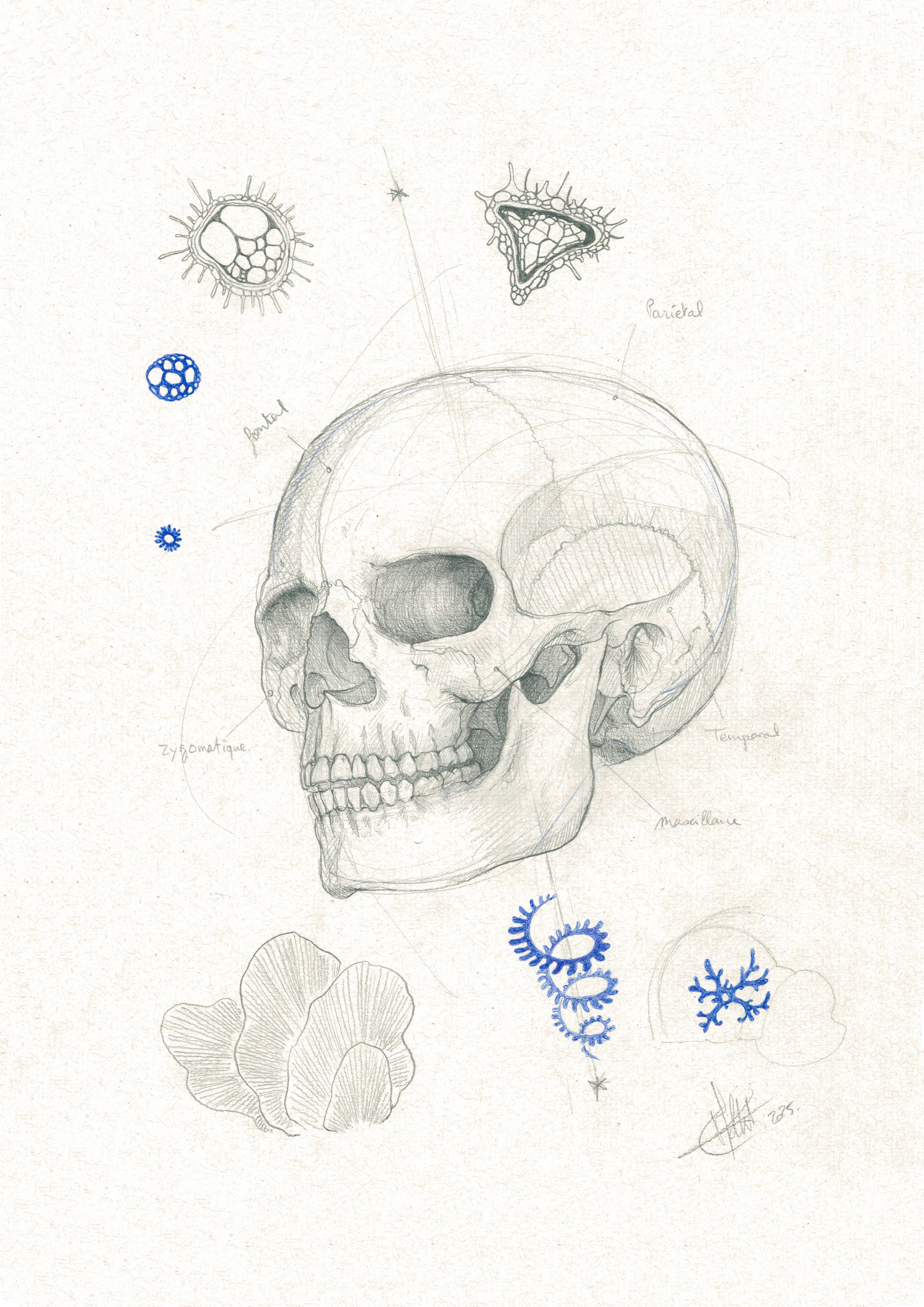 Dessin artistique montrant un crâne humain entouré d'illustrations de formes géométriques et organiques, avec des annotations en français indiquant des parties spécifiques du crâne comme "parietal" et "zygomatique". Des figures bleues suggèrent des m