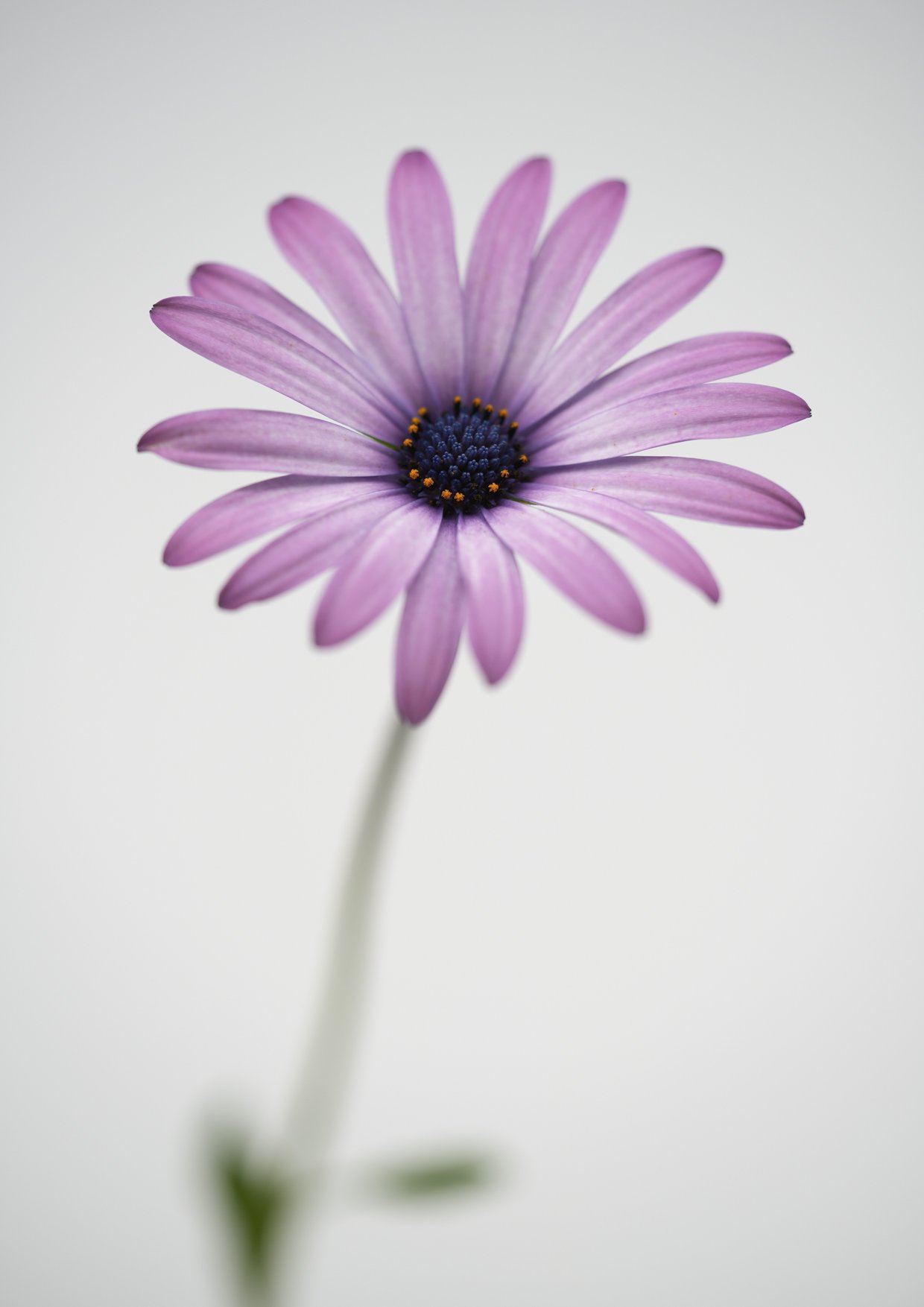 lilac daisy