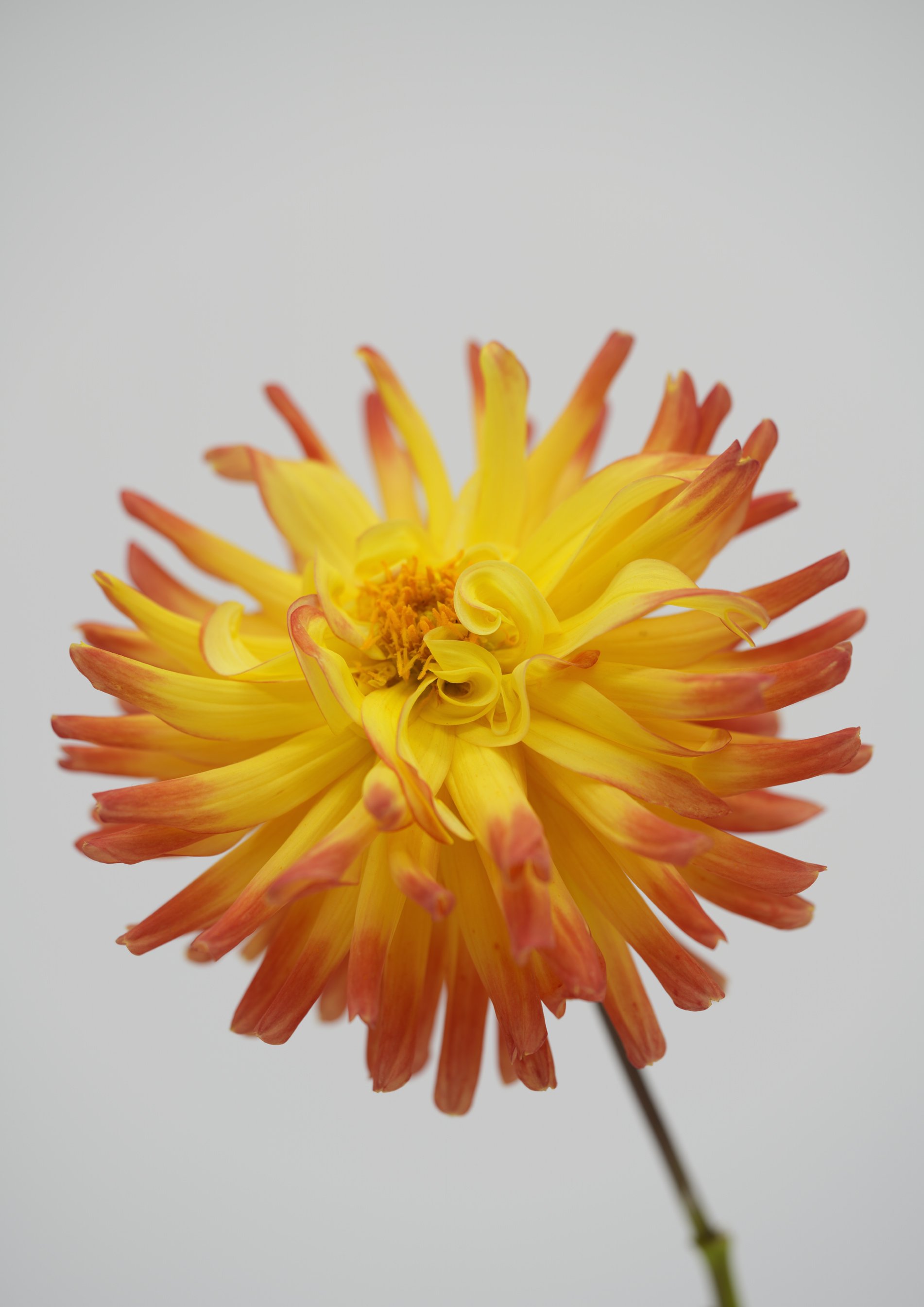 firecracker
