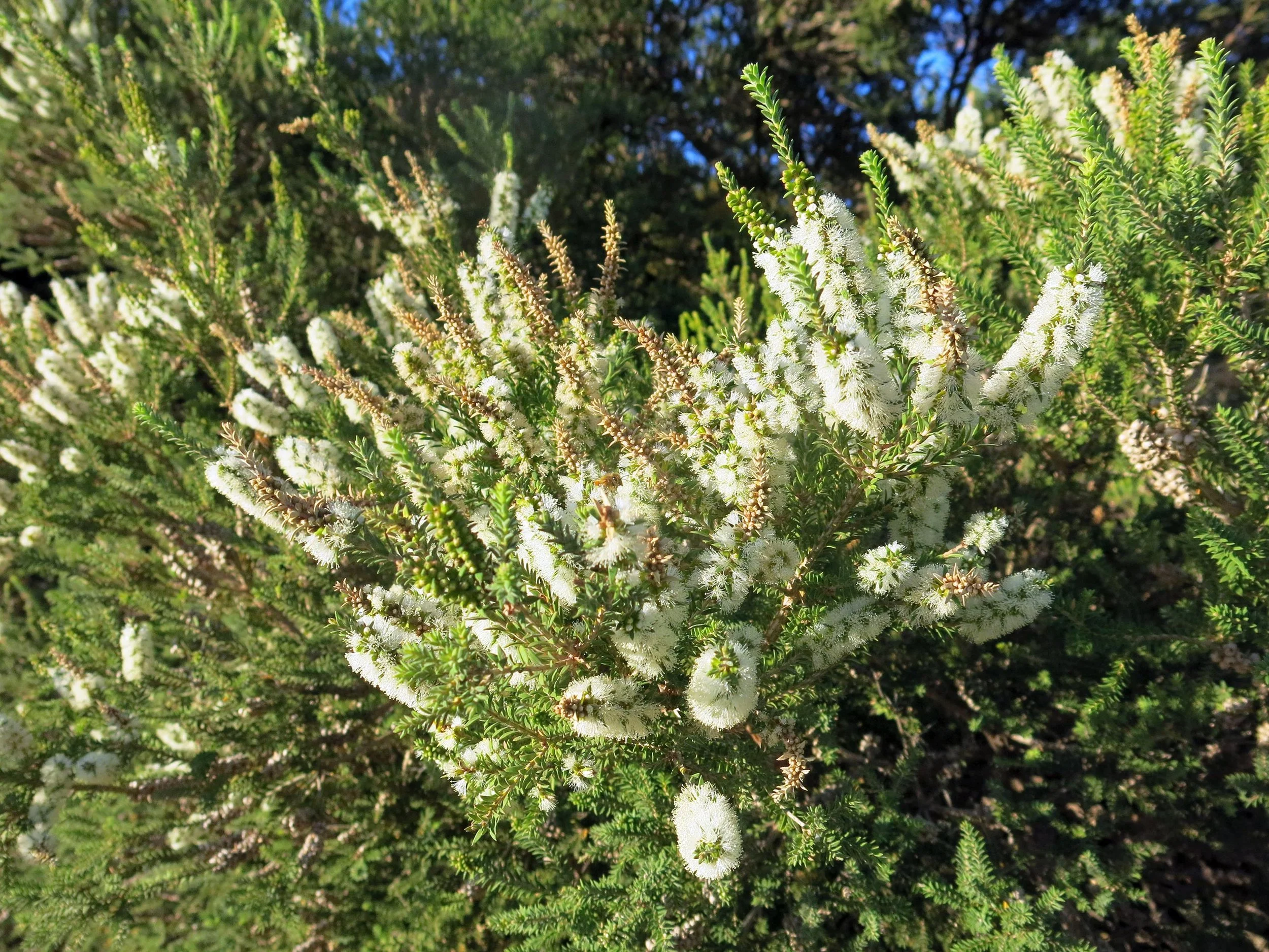 Melaleuca lanceolata - Rottnest Island Tea Tree — frond
