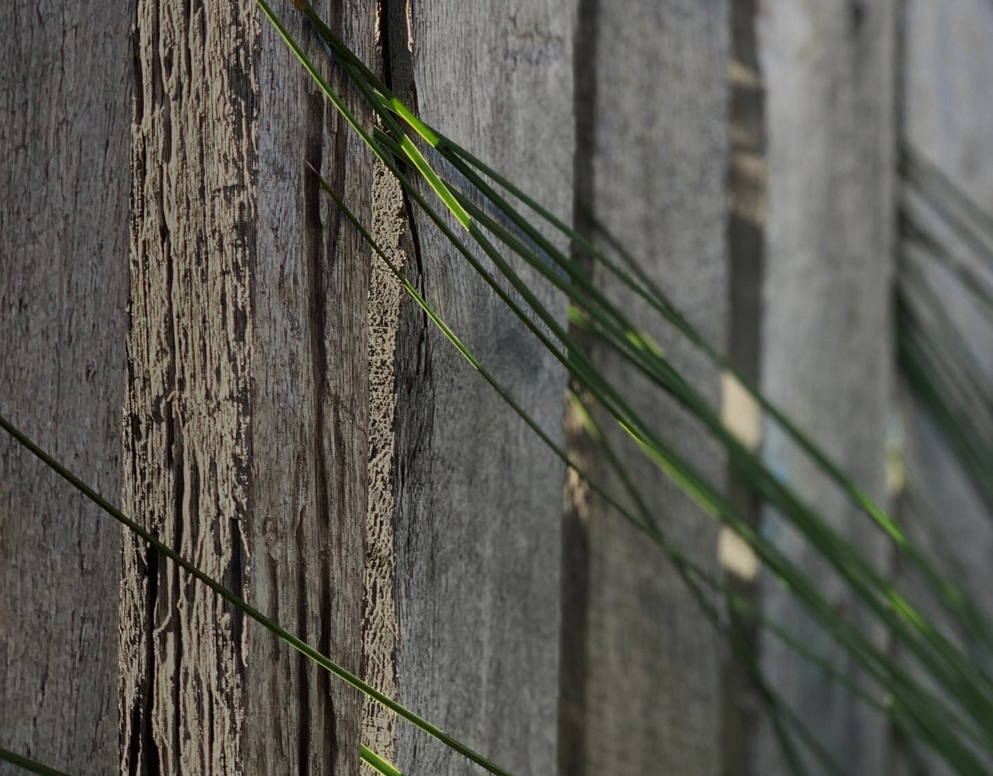 Frond Landscapes web.jpg