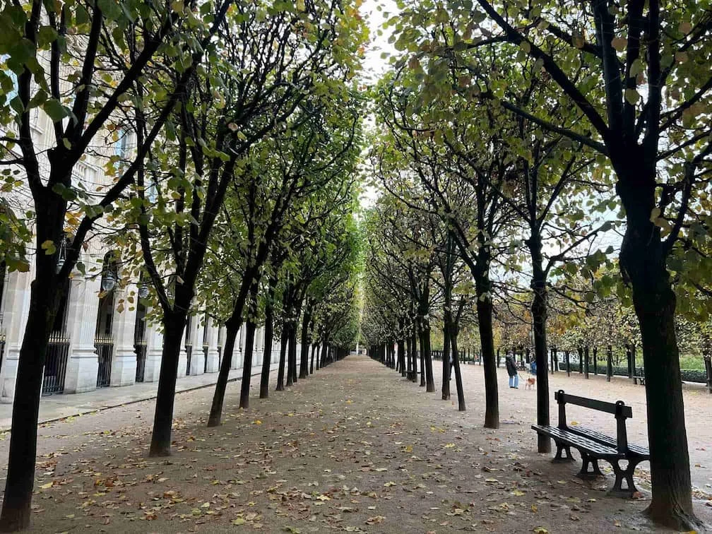 Trees with green leaves in Palais Royal Paris