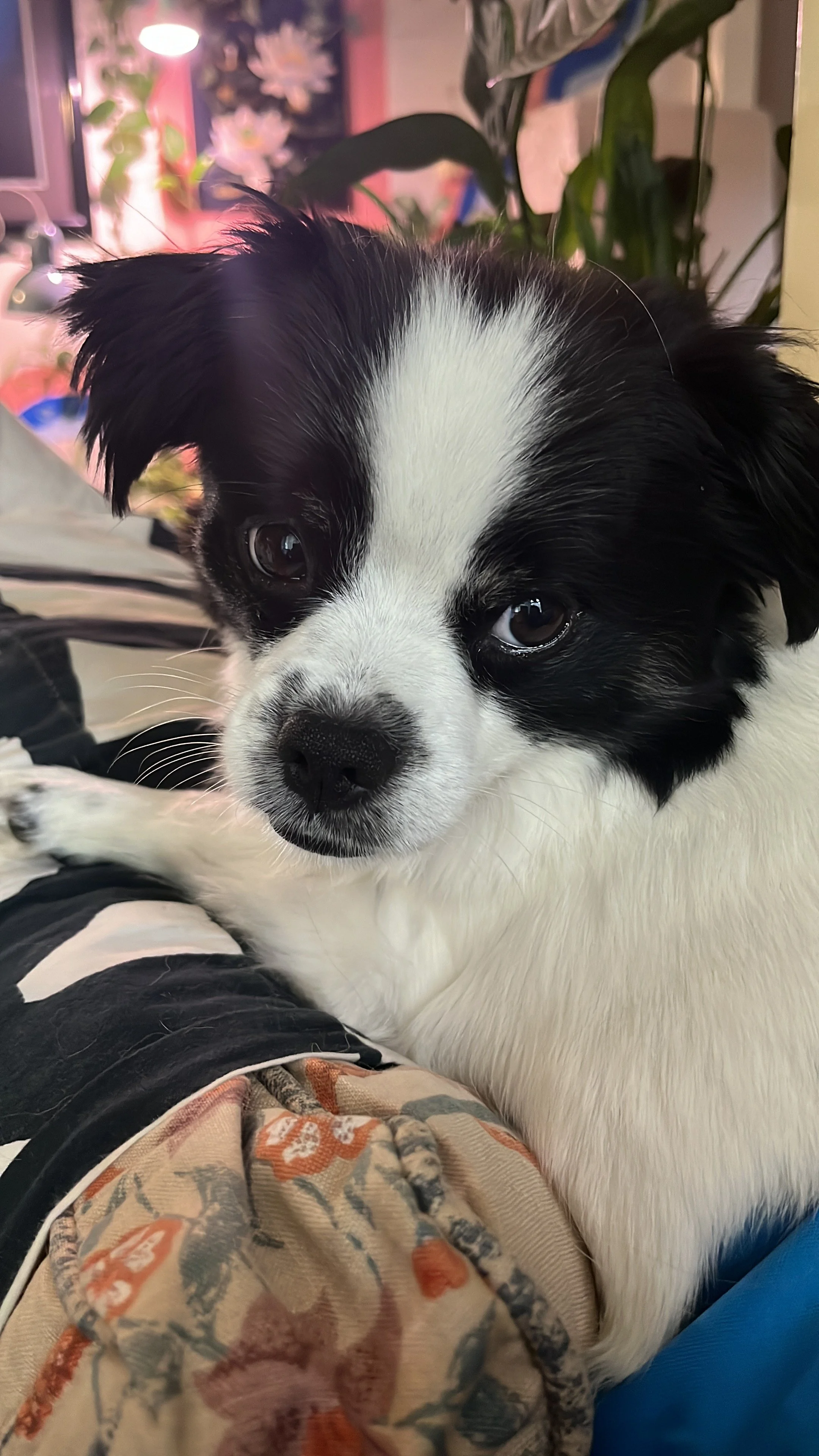 LOUIE