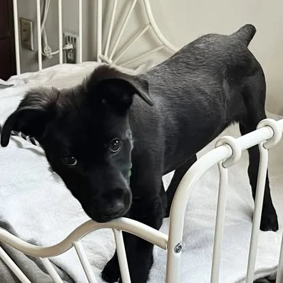 REX