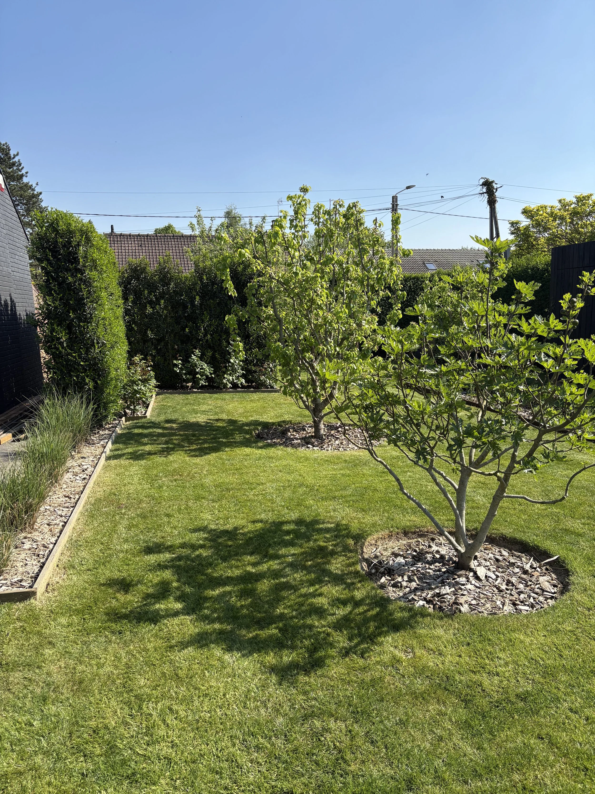 Un jardin ensoleillé avec deux arbres fruitiers et une pelouse verte. En arrière-plan, il y a des haies et des toits de maisons, sous un ciel bleu.