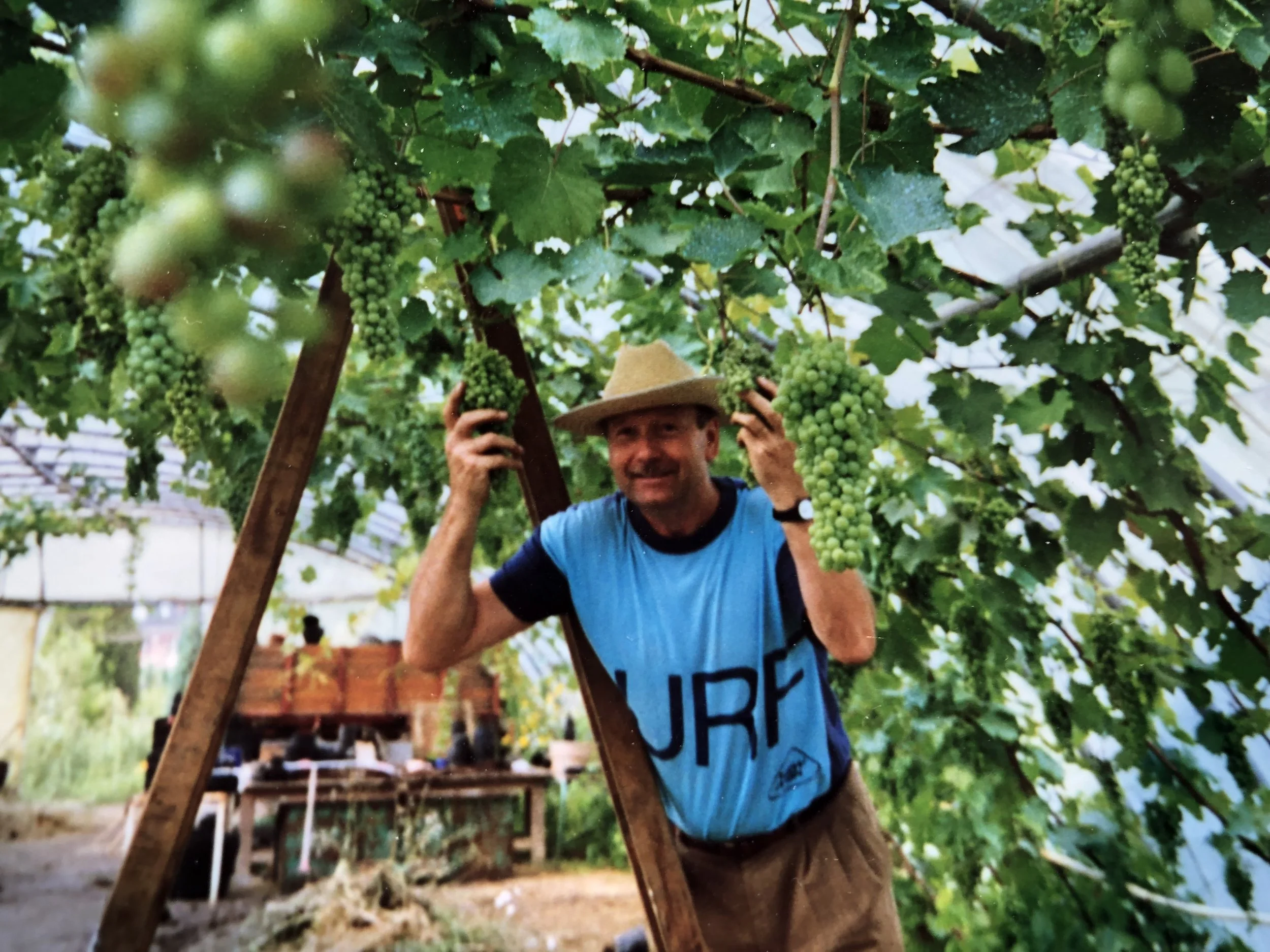 Un homme souriant sous des vignes dans une serre, tenant une grappe de raisins.