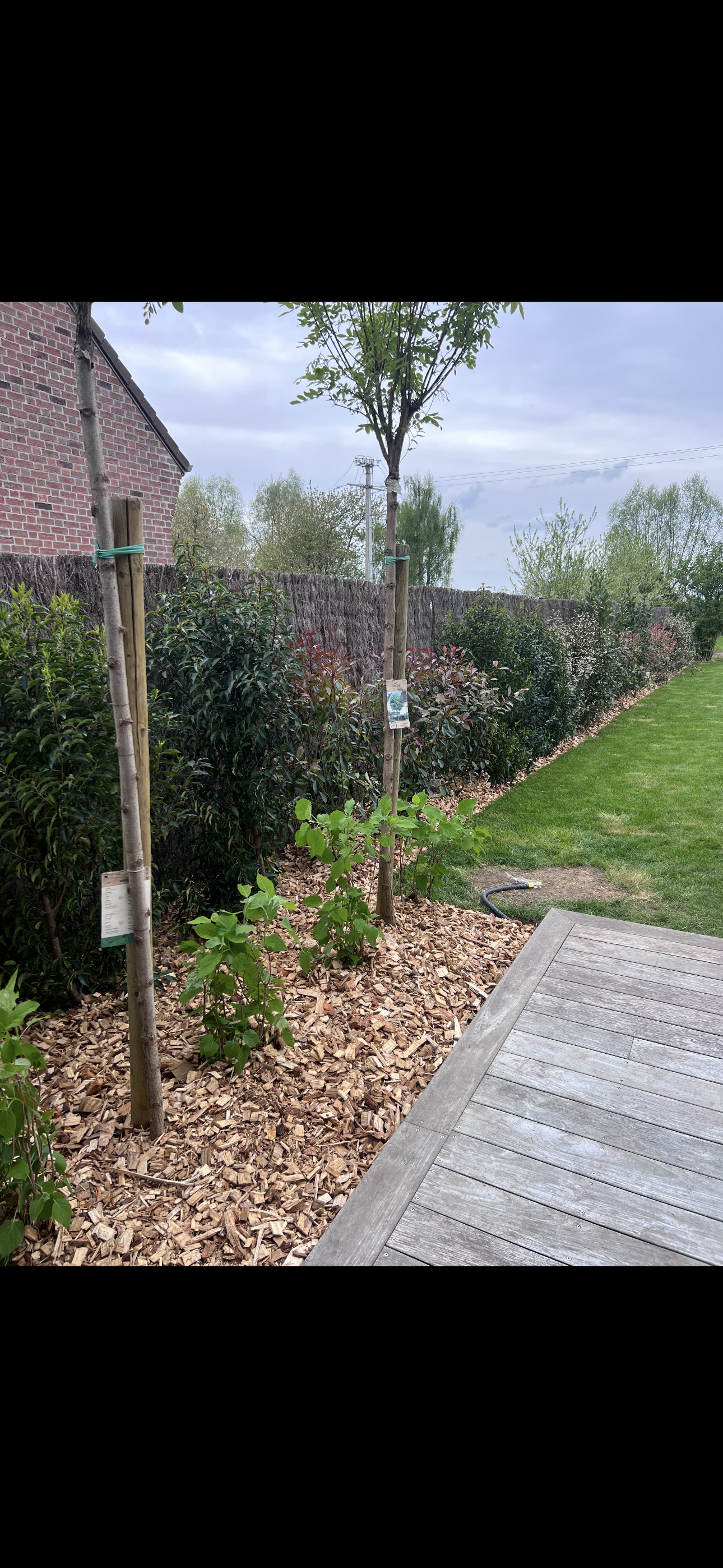 Fil de jeunes arbres plantés dans un jardin, entourés de paillis, avec un mur de séparation en bois et un espace herbeux. Le ciel est nuageux.