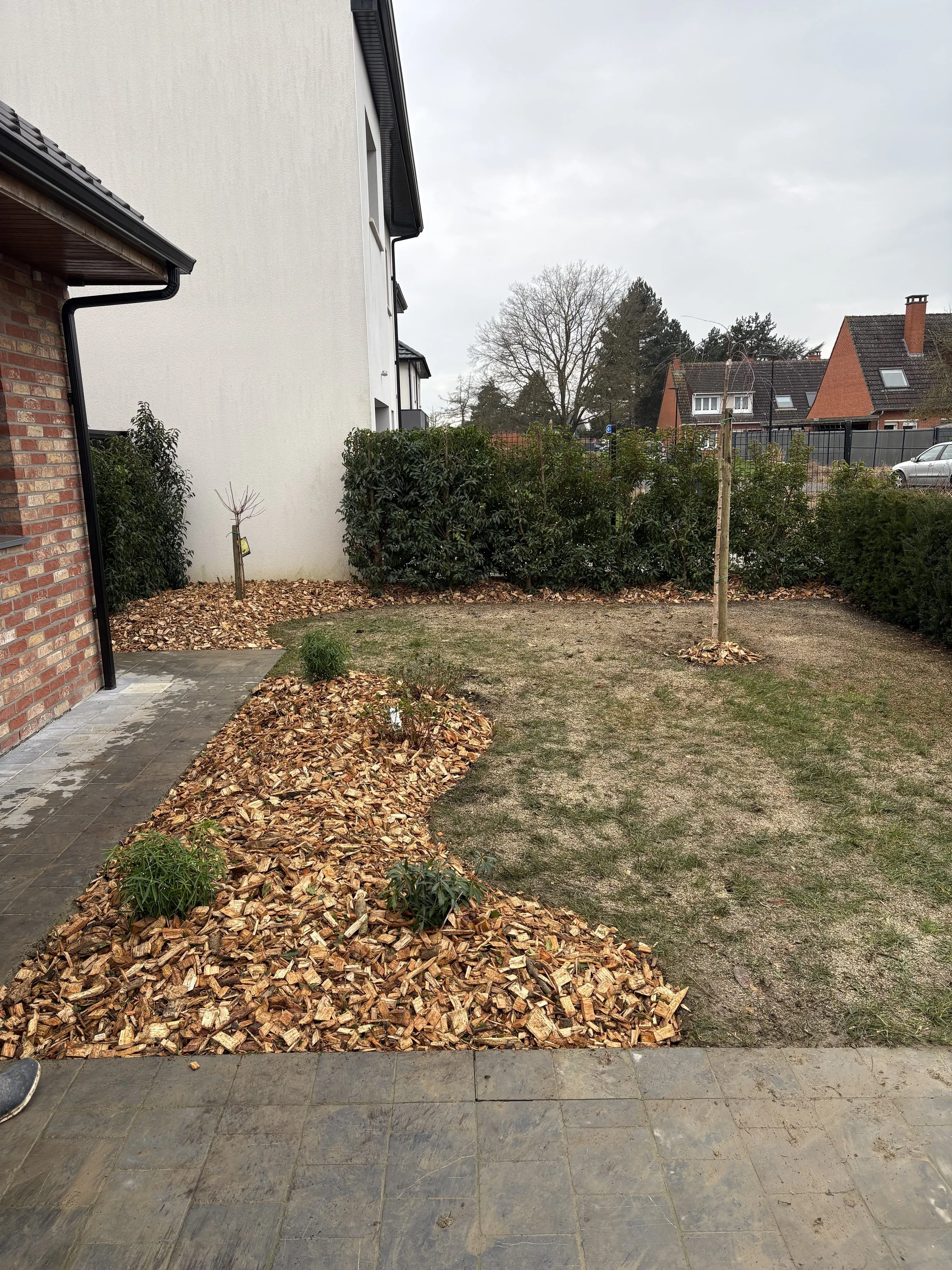 Jardin avec paillis et pelouse, bordé de haies, entre deux maisons. Un arbre planté au milieu de la pelouse.