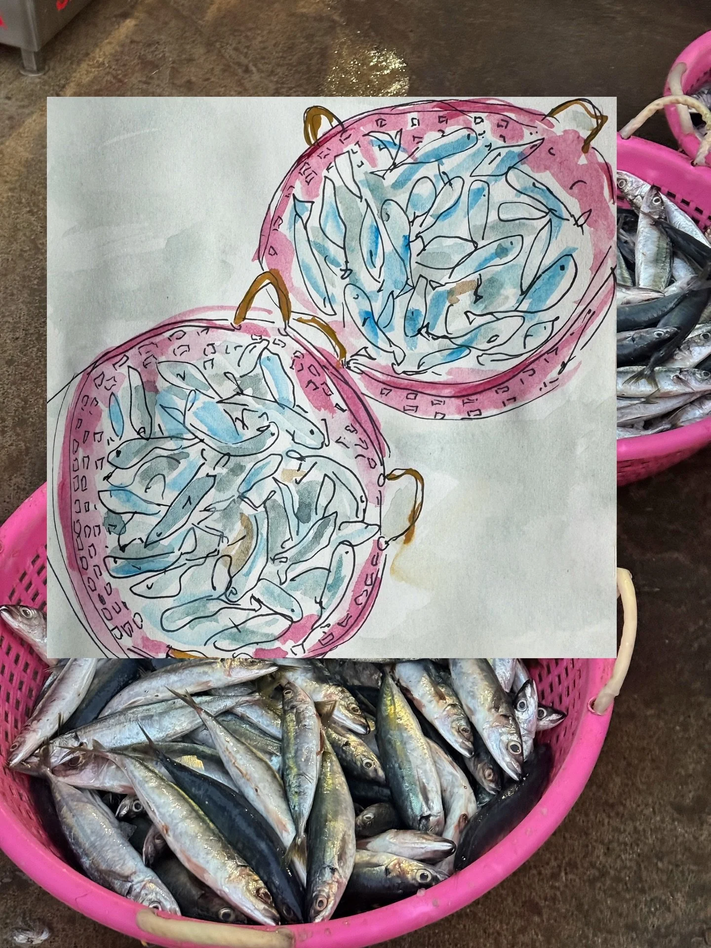 Sketchbook India edition. Quick, fun drawings on the go 🍍 🌊 🐄 🌞 🌴 🐟