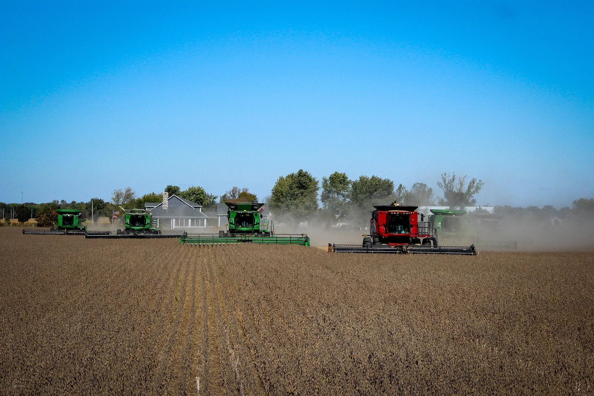Photo of two green and one red combine harvesters harvesting a field of crops under a clear blue sky, with trees and a house in the background, dust rising from the machinery.