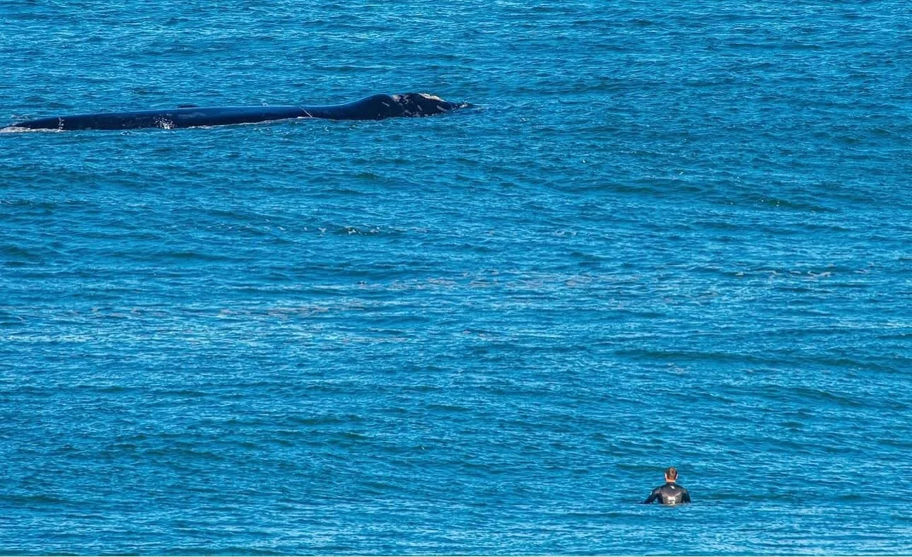 At The Queen’s Quarters, winter brings magic—like this incredible moment when a Southern Right Whale joined our king for a surf! 🐋🌊 
Captured by @rodneyharrisphotography, this unforgettable encounter is just one of the reasons we love w