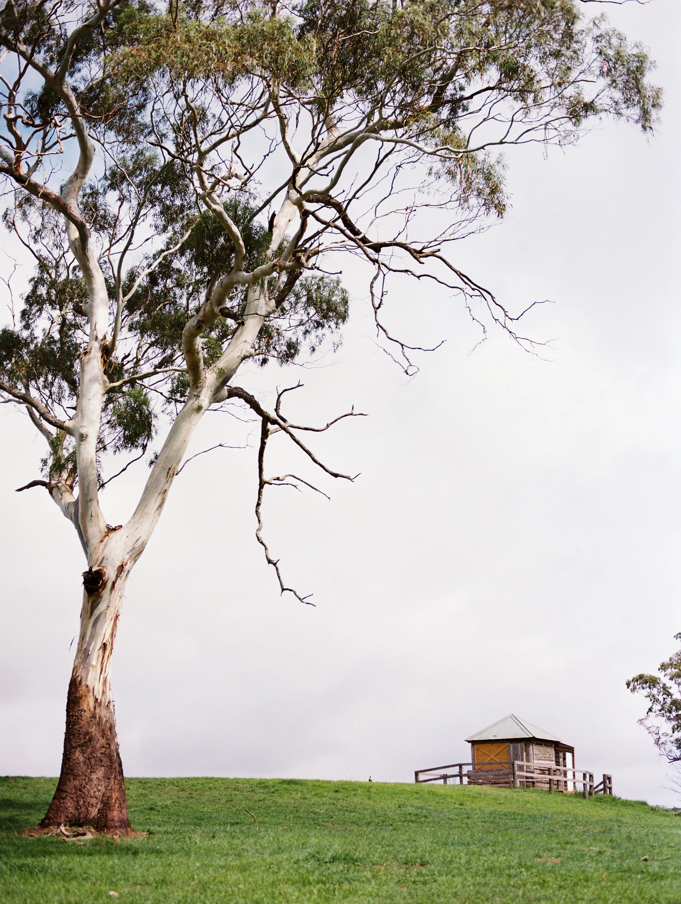 A tall, leafless tree with twisting branches stands on a grassy hill next to a small wooden shed with a metal roof, set against an overcast sky.