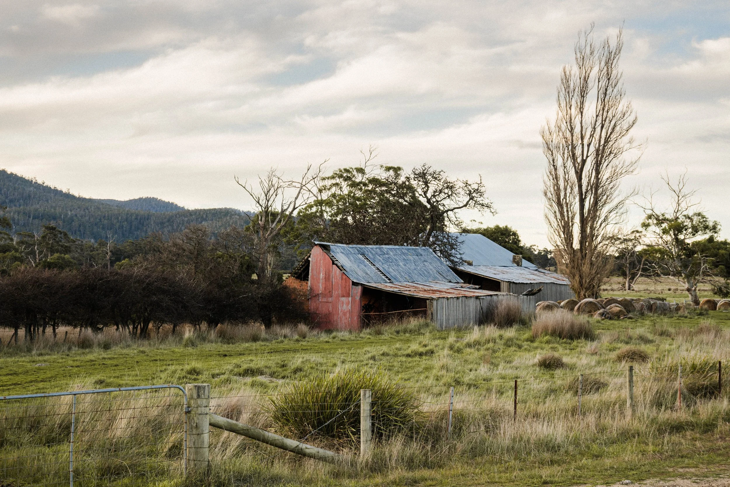 An old barn with rusted metal roof beside a tall leafless tree, surrounded by grassy fields, trees, and hills in the background.