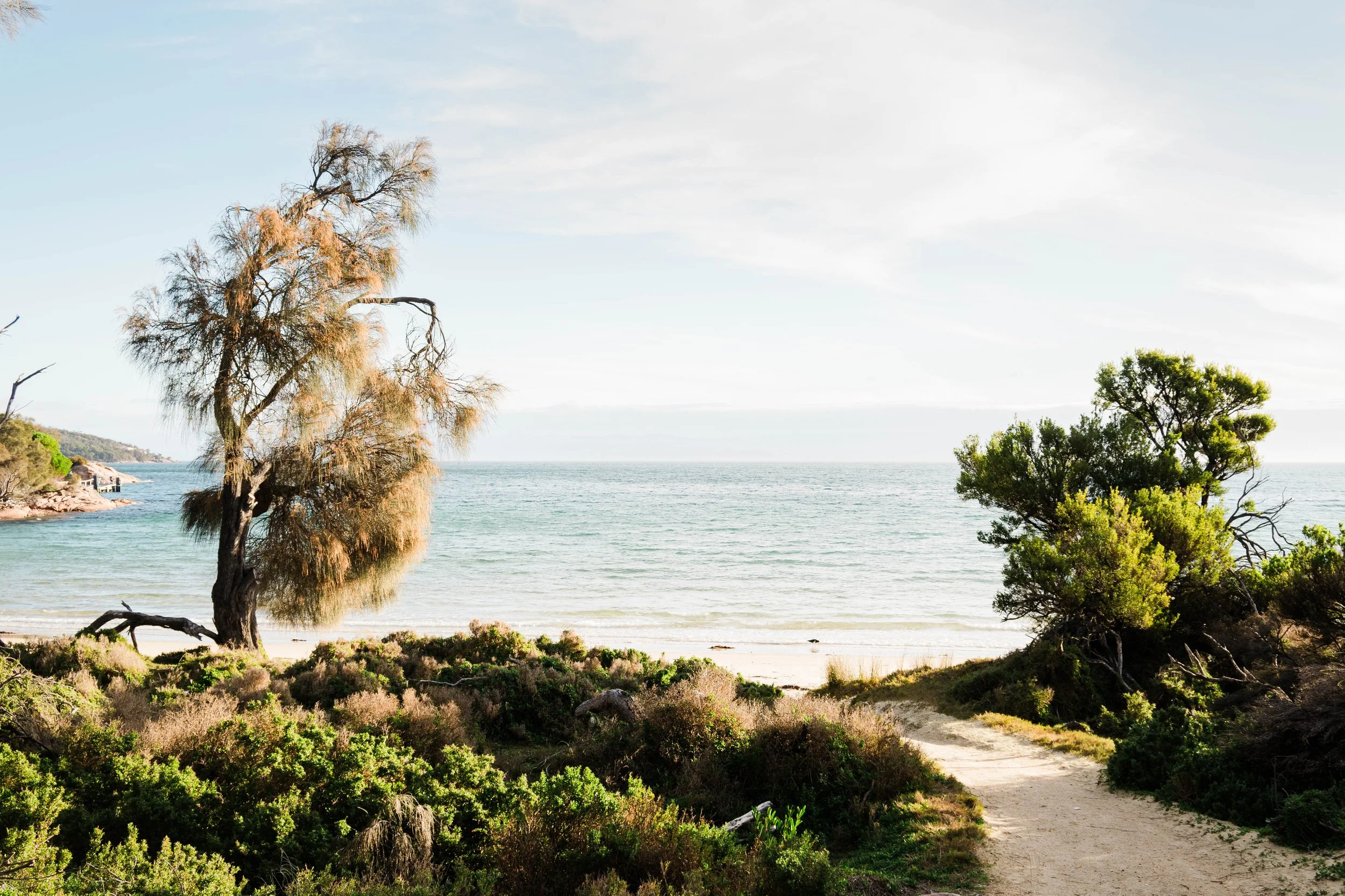 A coastal scene with a sandy pathway leading to the beach, surrounded by shrubs and trees, near the ocean under a partly cloudy sky.