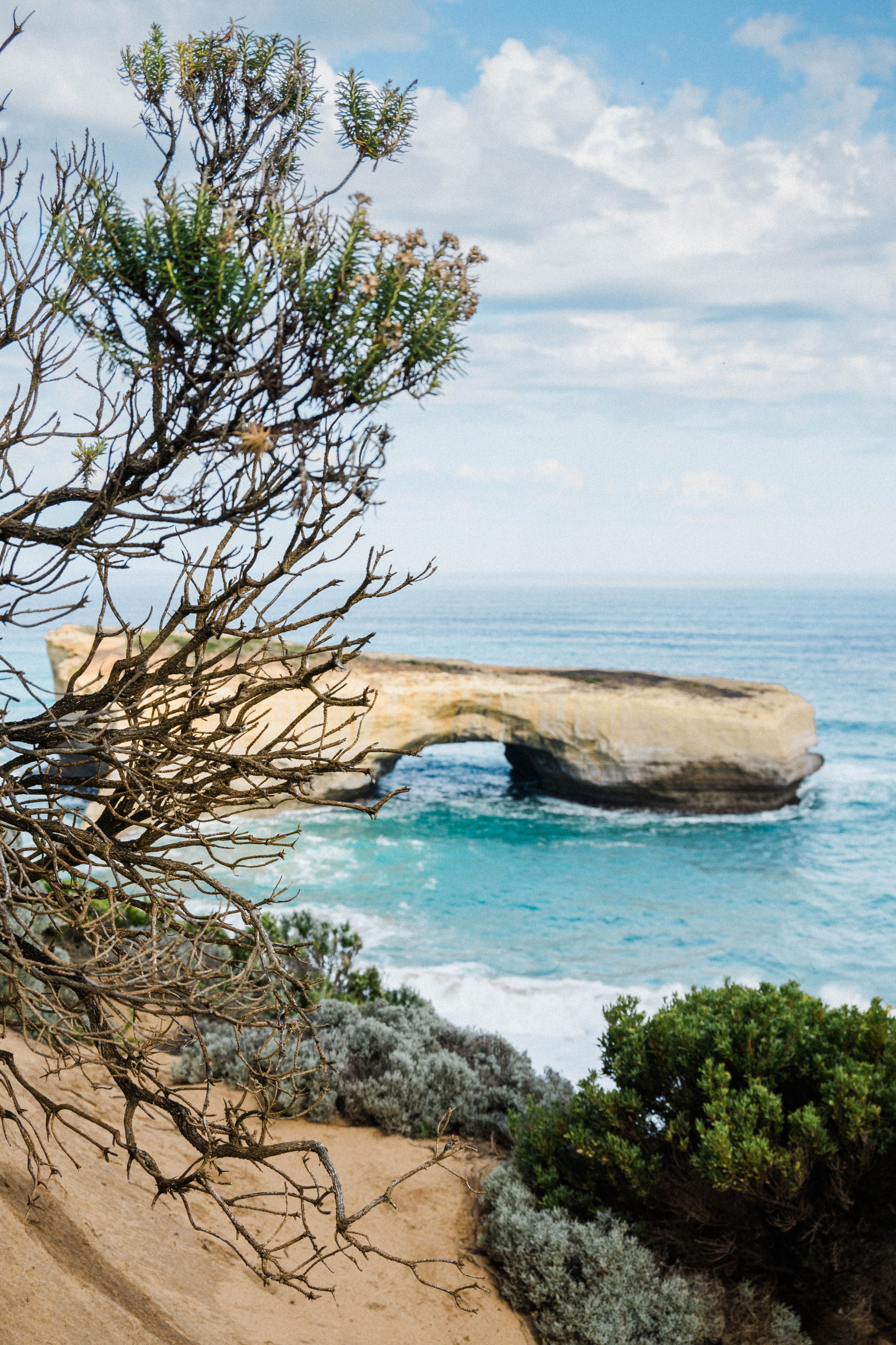 Coastal scene featuring a sandy cliff with shrubs and a leafless tree in foreground, with a rock arch formation and the ocean in the background under a partly cloudy sky.