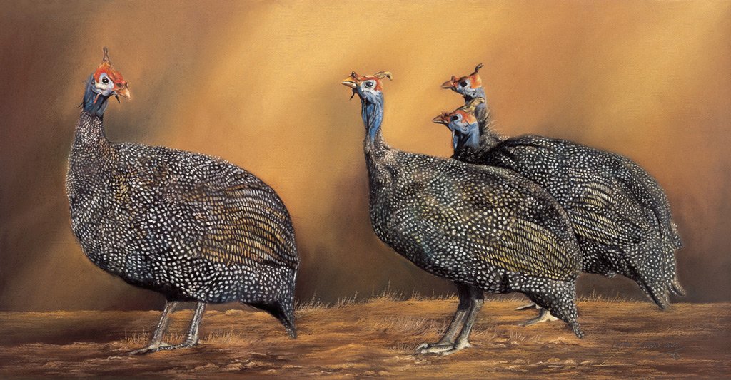 Guinea Fowl