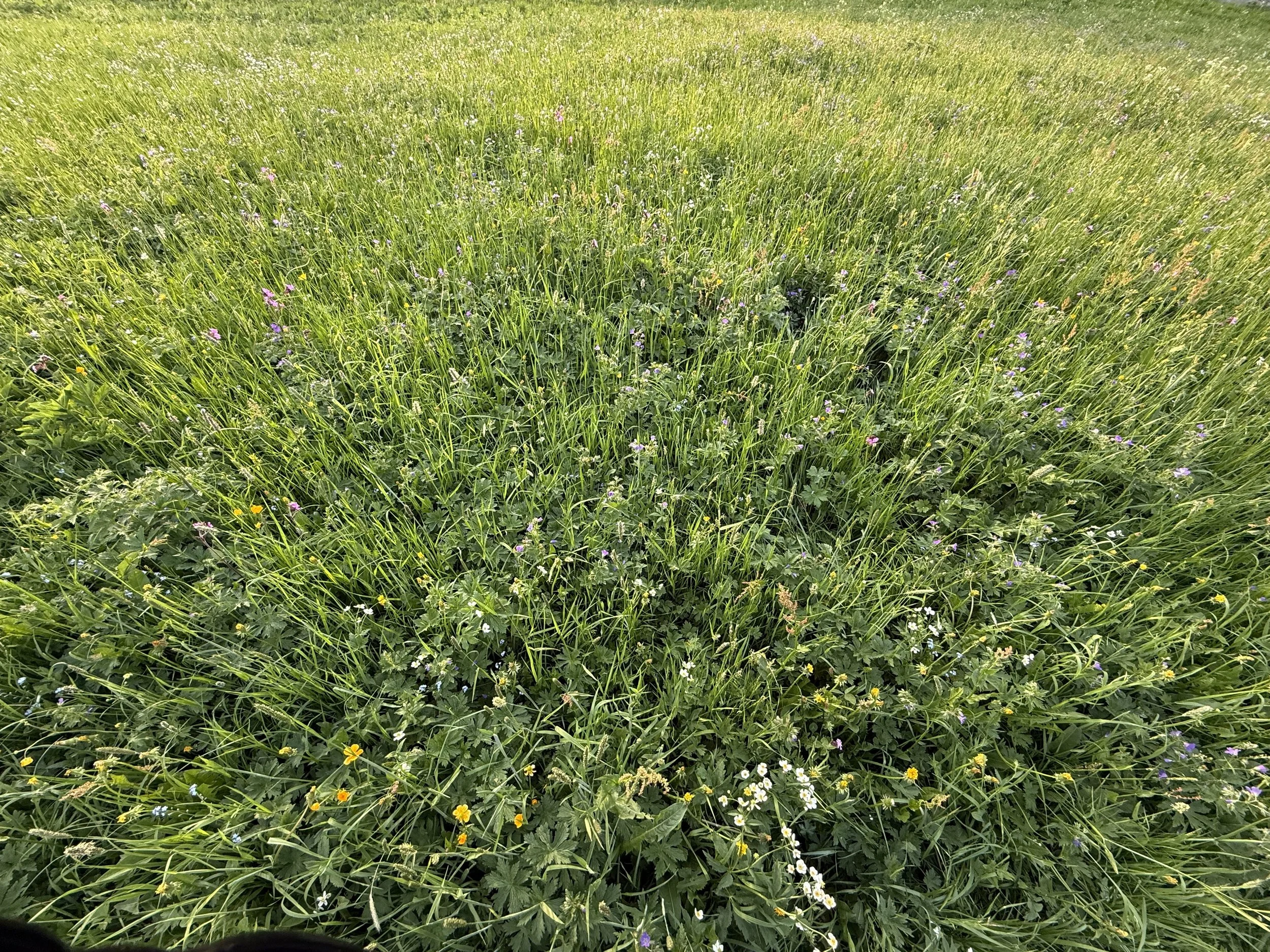 Pollen.