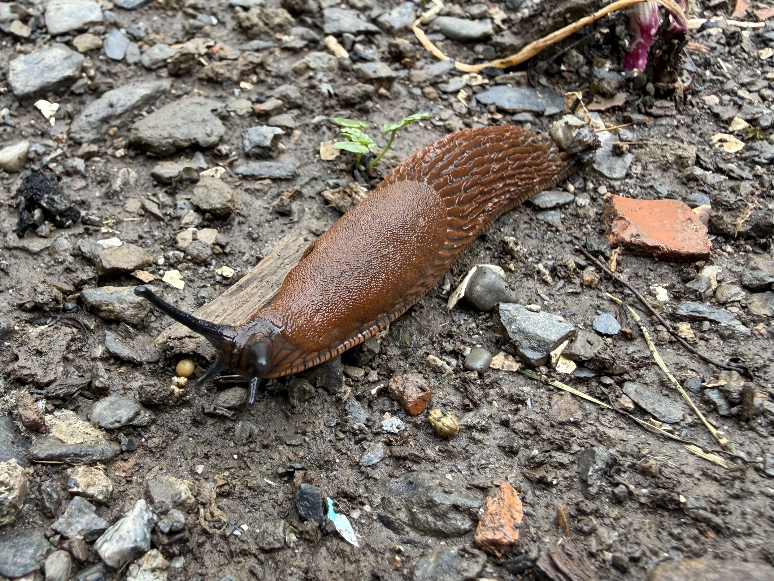 Schnägg.