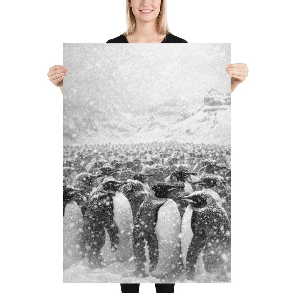 Creaturae Königspinguine. 70 x 100.