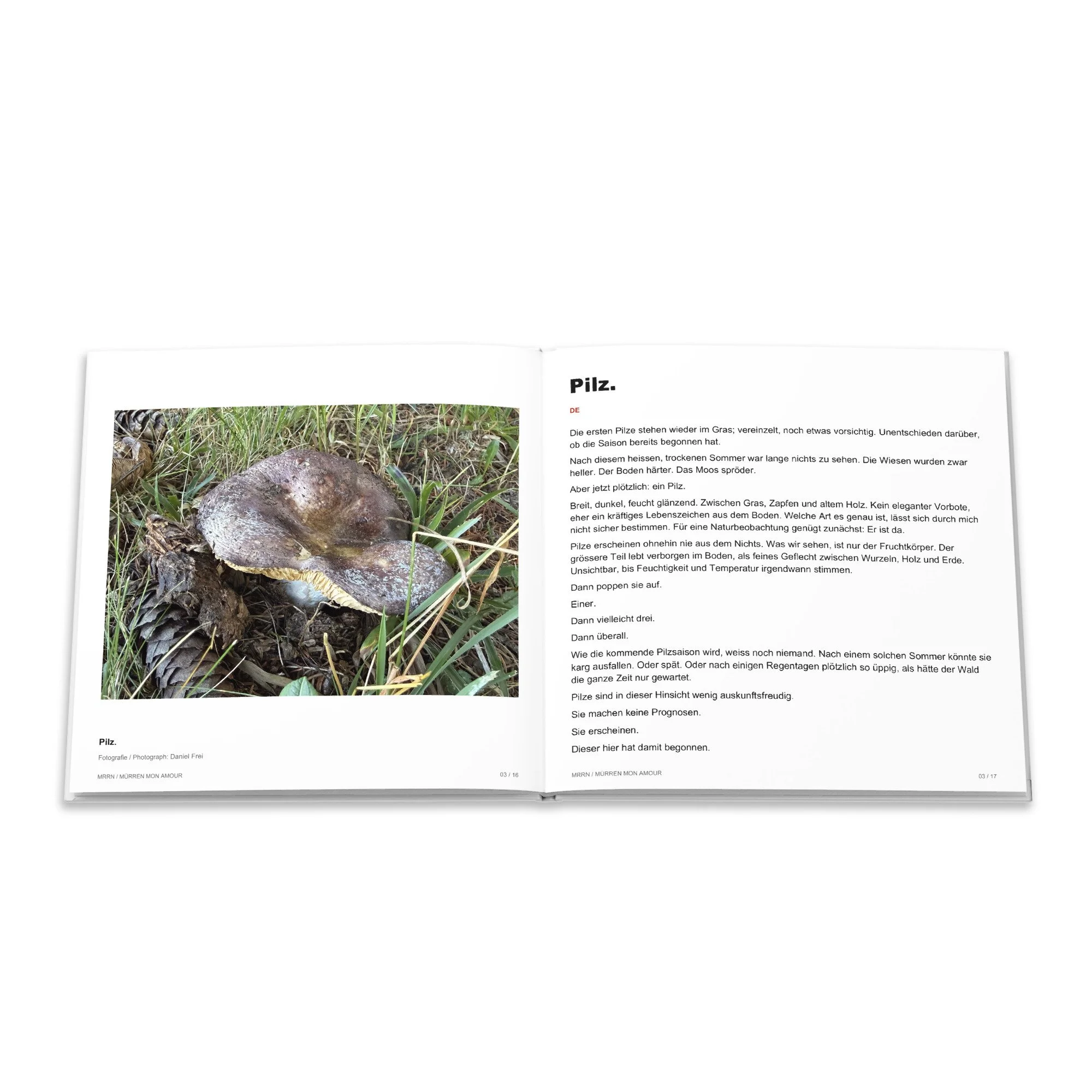 Pilzfotografie und deutscher Text zum Beitrag Pilz.